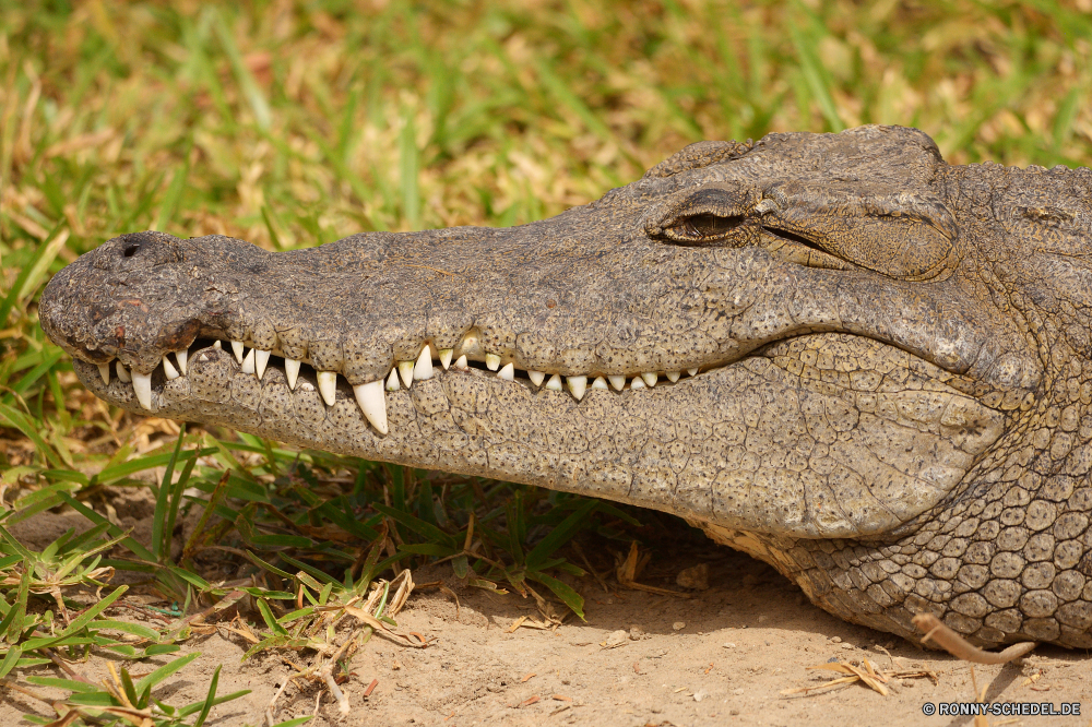  Krokodil Reptil Alligator Wildtiere gefährliche Wasser Wild Mund Raubtier Gefahr Zähne Zoo Haut Auge Fluss Leder Fleischfresser Kopf Zahn closeup Jäger natürliche Teich Tropischer Kiefer Eidechse Schließen Skala Fuß Augen Wildnis Braun Skalen schwarz Fels Tierwelt Schuhe Fuß paar Säugetier Kleidung Bauernhof Gras crocodile reptile alligator wildlife dangerous water wild mouth predator danger teeth zoo skin eye river leather carnivore head tooth closeup hunter natural pond tropical jaws lizard close scale foot eyes wilderness brown scales black rock fauna shoes walking pair mammal clothing farm grass