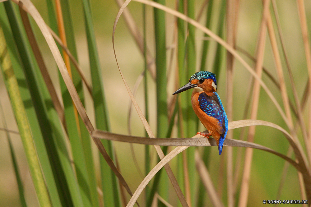  Vogel Biene-Esser Wildtiere Wild Tier Schnabel Schließen Papagei Gras Farbe Auge bunte Ara Pflanze Feder Umgebung Baum Insekt Flügel Federn Branch Vögel Tierwelt Sommer Wasser gelb Talos IV – Tabu closeup im freien Flügel fliegen natürliche Tropischer Garten Blatt aquatische Frühling Rechnung Wildnis Orange Park Vogelgrippe eine Wald Umwelt- Saison Marienkäfer Marienkäfer Teich schwarz Tiere Flora Fluss hell Lebensraum sitzen Zoo im freien Kolibri Erhaltung Multi Feld Ökologie exotische Käfer Leben Himmel bird bee eater wildlife wild animal beak close parrot grass color eye colorful macaw plant feather environment tree insect wing feathers branch birds fauna summer water yellow menagerie closeup outdoors wings fly natural tropical garden leaf aquatic spring bill wilderness orange park avian one forest environmental season ladybird ladybug pond black animals flora river bright habitat sitting zoo outdoor hummingbird conservation multi field ecology exotic beetle life sky