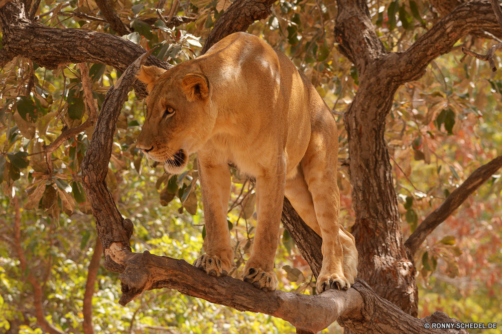  Löwe Raubtier Katzenartige Großkatze Katze Wildtiere Safari Fleischfresser Wild Säugetier Löwin Pelz Jäger Süden Wildnis gefährliche reservieren Zoo Bestie Spiel Mähne Park ruhelosigkeit Löwen gefährdet Augen natürliche Gefahr Kopf Gesicht Tiere Schließen Haare Lebensraum König fünf Savanne stielaugen Umgebung Porträt Rest Gras Jungtier Katzen Erhaltung Mund gelb Jagd Männchen exotische im freien Säugetiere Schnurrhaare leistungsstarke Tierwelt Panther wachsamen Dschungel pelzigen Baum wilden Zoologie niedlich Big5 Intensive südlichen auf der Suche Abenteuer Reisen räuberische Sands stolz Zähne nationalen lion predator feline big cat cat wildlife safari carnivore wild mammal lioness fur hunter south wilderness dangerous reserve zoo beast game mane park resting lions endangered eyes natural danger head face animals close hair habitat king five savanna stare environment portrait rest grass cub cats conservation mouth yellow hunt male exotic outdoor mammals whiskers powerful fauna panther watchful jungle furry tree ferocious zoology cute big5 intense southern looking adventure travel predatory sands pride teeth national