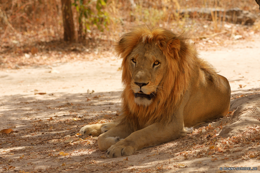  Löwe Großkatze Katzenartige Katze Raubtier Wildtiere Safari Fleischfresser Wild Säugetier Mähne Pelz Jäger Männchen Süden Wildnis gefährliche König Löwin ruhelosigkeit Zoo Augen Gesicht Porträt Haare gefährdet Löwen Bestie leistungsstarke Tiere natürliche Gefahr stielaugen Lebensraum wilden reservieren Kopf Mund Schließen Park Umgebung Savanne Katzen Rest Dschungel gelb wachsamen exotische Gebrüll Säugetiere Spiel räuberische pelzigen Zähne Big5 Gras fünf im freien Panther heftige Verhalten Zoologie Jagd Erhaltung Intensive südlichen stolz Regal Schnurrhaare majestätisch Mantel auf der Suche Maulkorb barthaare Nase Abenteuer angepasst Zoologische Arten Jagd zur Festlegung von Erwachsener lion big cat feline cat predator wildlife safari carnivore wild mammal mane fur hunter male south wilderness dangerous king lioness resting zoo eyes face portrait hair endangered lions beast powerful animals natural danger stare habitat ferocious reserve head mouth close park environment savanna cats rest jungle yellow watchful exotic roar mammals game predatory furry teeth big5 grass five outdoor panther fierce behavior zoology hunt conservation intense southern pride regal whiskers majestic coat looking muzzle whisker nose adventure adapted zoological species hunting laying adult