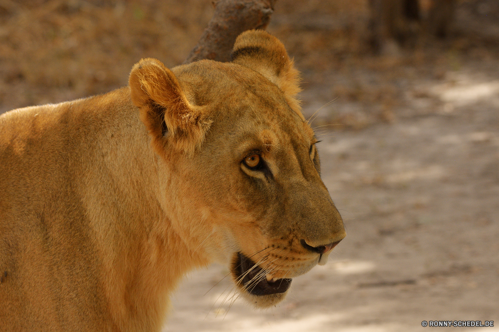  Raubtier Löwe Großkatze Katzenartige Katze Wildtiere Safari Fleischfresser Wild Säugetier Pelz Löwin Mähne Jäger Süden gefährliche Wildnis König Männchen Augen Löwen reservieren Tiere ruhelosigkeit Park Gesicht Porträt gefährdet Spiel Haare Bestie Umgebung stielaugen leistungsstarke Zoo natürliche Lebensraum Kopf Gefahr Katzen fünf Savanne wilden Dschungel exotische Schließen wachsamen Mund gelb Säugetiere im freien Jagd Gras Erhaltung Rest Panther Gebrüll Zoologie Tierwelt räuberische Schnurrhaare Big5 heftige südlichen pelzigen majestätisch auf der Suche nationalen Jungtier Verhalten Intensive Abenteuer Zähne Safaris Regal Arten Jagd Nase niedlich Reisen predator lion big cat feline cat wildlife safari carnivore wild mammal fur lioness mane hunter south dangerous wilderness king male eyes lions reserve animals resting park face portrait endangered game hair beast environment stare powerful zoo natural habitat head danger cats five savanna ferocious jungle exotic close watchful mouth yellow mammals outdoor hunt grass conservation rest panther roar zoology fauna predatory whiskers big5 fierce southern furry majestic looking national cub behavior intense adventure teeth safaris regal species hunting nose cute travel