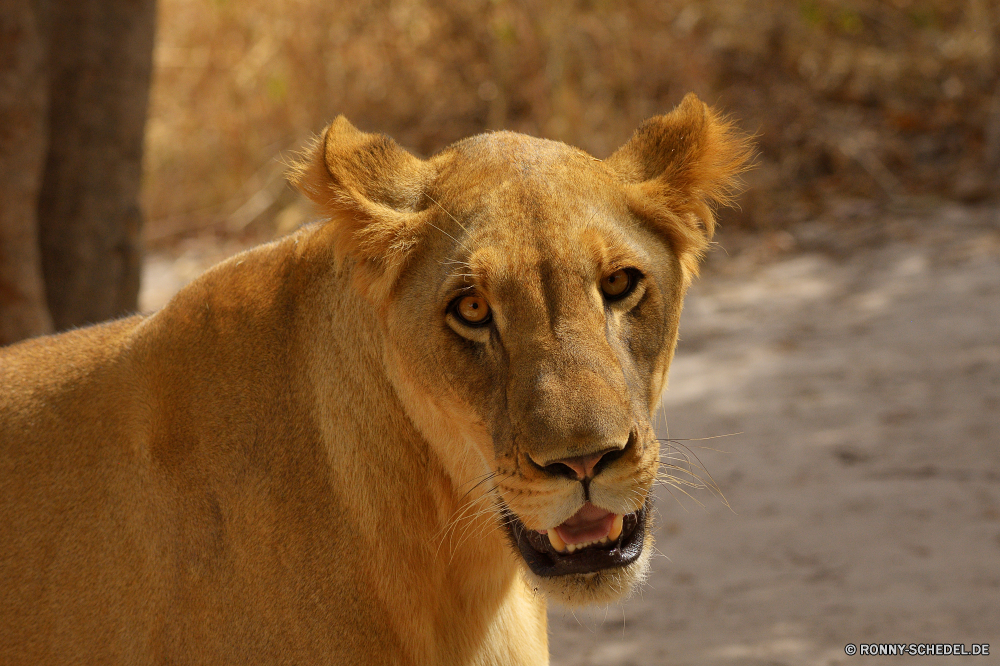  Löwe Raubtier Großkatze Katzenartige Katze Wildtiere Safari Fleischfresser Wild Säugetier Pelz Löwin Süden Mähne Jäger gefährliche Wildnis Tiere reservieren Augen Löwen Männchen Gesicht Porträt König Spiel Park Katzen ruhelosigkeit Bestie gefährdet Haare Umgebung natürliche stielaugen leistungsstarke Kopf Zoo fünf Lebensraum Gefahr Savanne Schließen wilden Säugetiere exotische Mund gelb Jagd Gras im freien wachsamen Erhaltung Rest Big5 Panther Schnurrhaare Tierwelt räuberische heftige Zoologie südlichen Dschungel pelzigen majestätisch auf der Suche Nase nationalen Gebrüll Verhalten Intensive Jagd Abenteuer Zähne Safaris Raubtiere Jungtier stolz Reisen lion predator big cat feline cat wildlife safari carnivore wild mammal fur lioness south mane hunter dangerous wilderness animals reserve eyes lions male face portrait king game park cats resting beast endangered hair environment natural stare powerful head zoo five habitat danger savanna close ferocious mammals exotic mouth yellow hunt grass outdoor watchful conservation rest big5 panther whiskers fauna predatory fierce zoology southern jungle furry majestic looking nose national roar behavior intense hunting adventure teeth safaris predators cub pride travel