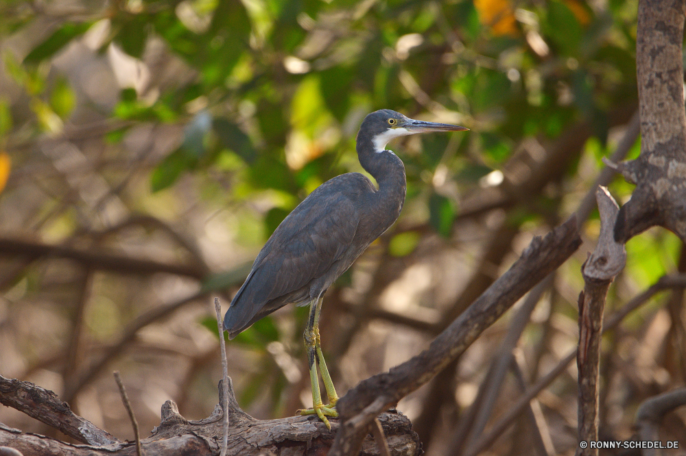  Blaureiher Reiher Schreitvogel Vogel aquatische Vogel Wildtiere Schnabel Wild Feder Wasser Federn Vögel Flügel Flügel Auge Tiere groß Rechnung Gefieder stehende Vogelgrippe Angeln fliegen Reiher Pelikan schwarz See Fluss Hals Meer Storch Tropischer Wildnis lange Tierwelt Teich waten Strand Kopf Küste Ozean Zoo Park im freien Schließen natürliche Erhaltung Ornithologie Flug im freien Leben Fischer Sumpf Geflügel Gnade Porträt Profil anzeigen: ruhelosigkeit Fuß groß Ruhe Feuchtgebiet gerade fliegen Beine Küste Baum Reisen Ufer nationalen ruhige auf der Suche Barsch Jagd Schwanz Himmel Bein Essen frei Umgebung Fisch Freiheit little blue heron heron wading bird bird aquatic bird wildlife beak wild feather water feathers birds wings wing eye animals great bill plumage standing avian fishing fly egret pelican black lake river neck sea stork tropical wilderness long fauna pond wading beach head coast ocean zoo park outdoor close natural conservation ornithology flight outdoors life fisher swamp fowl grace portrait profile resting walking tall calm wetland watching flying legs coastline tree travel shore national tranquil looking perch hunting tail sky leg eating free environment fish freedom