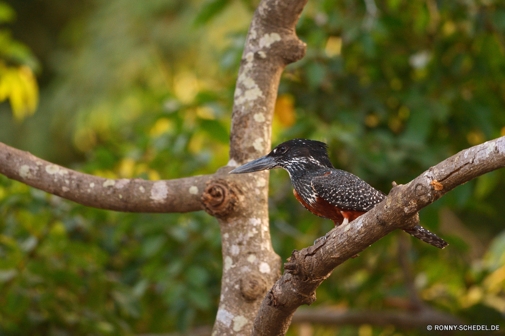  Vogel Baum Kolibri Wildtiere Branch Starling Wild Feder Flügel Schnabel Wald woody plant Tier fliegen Wirbeltiere schwarz Vögel Specht Federn Park im freien Robin Zweige Flügel Blatt Pflanze vascular plant Holz Himmel Herbst Tiere Auge im freien Braun Tropischer Frühling gelb Flug natürliche Saison Drossel Garten Bäume Schwanz sitzen Schließen Farbe Freiheit Frieden Rinde Schnecke Sperling thront Vogelgrippe Zoo Kopf Obst Säugetier Flora Eichhörnchen Leben bird tree hummingbird wildlife branch starling wild feather wing beak forest woody plant animal fly vertebrate black birds woodpecker feathers park outdoors robin branches wings leaf plant vascular plant wood sky autumn animals eye outdoor brown tropical spring yellow flight natural season thrush garden trees tail sitting close color freedom peace bark snail sparrow perched avian zoo head fruit mammal flora squirrel life