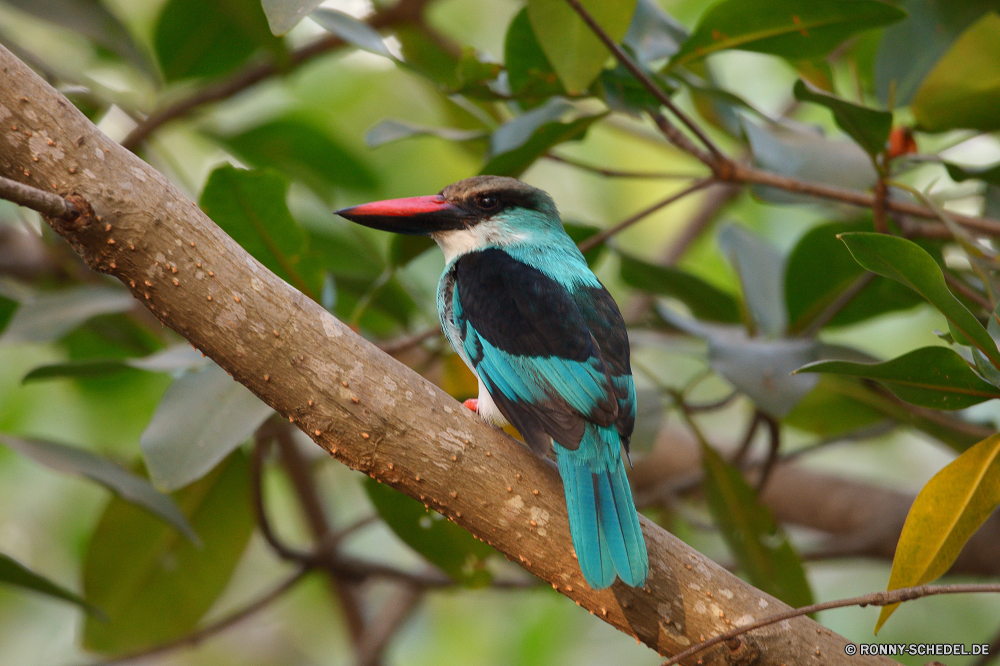  Vogel Tukan Wildtiere Schnabel Tier Feder Wild Flügel Federn Papagei Vögel Tropischer Baum Branch gelb Vogelgrippe Biene-Esser Zoo Wald Auge Flügel bunte Rechnung exotische Kopf Ara Gefieder Orange fliegen Park Farbe sitzen Tierwelt Wirbeltiere schwarz Kolibri Schließen Tiere Ornithologie Barsch Talos IV – Tabu hell natürliche im freien thront Haustiere Schwanz niedlich Leben Porträt Papageien Sittich gefiedert Dschungel Chordatiere Wasser Haustier Voliere closeup Multi Reiher Farben Geflügel Arten gerade Flug Süden See Fluss bird toucan wildlife beak animal feather wild wing feathers parrot birds tropical tree branch yellow avian bee eater zoo forest eye wings colorful bill exotic head macaw plumage orange fly park color sitting fauna vertebrate black hummingbird close animals ornithology perch menagerie bright natural outdoors perched pets tail cute life portrait parrots parakeet feathered jungle chordate water pet aviary closeup multi heron colors fowl species watching flight south lake river