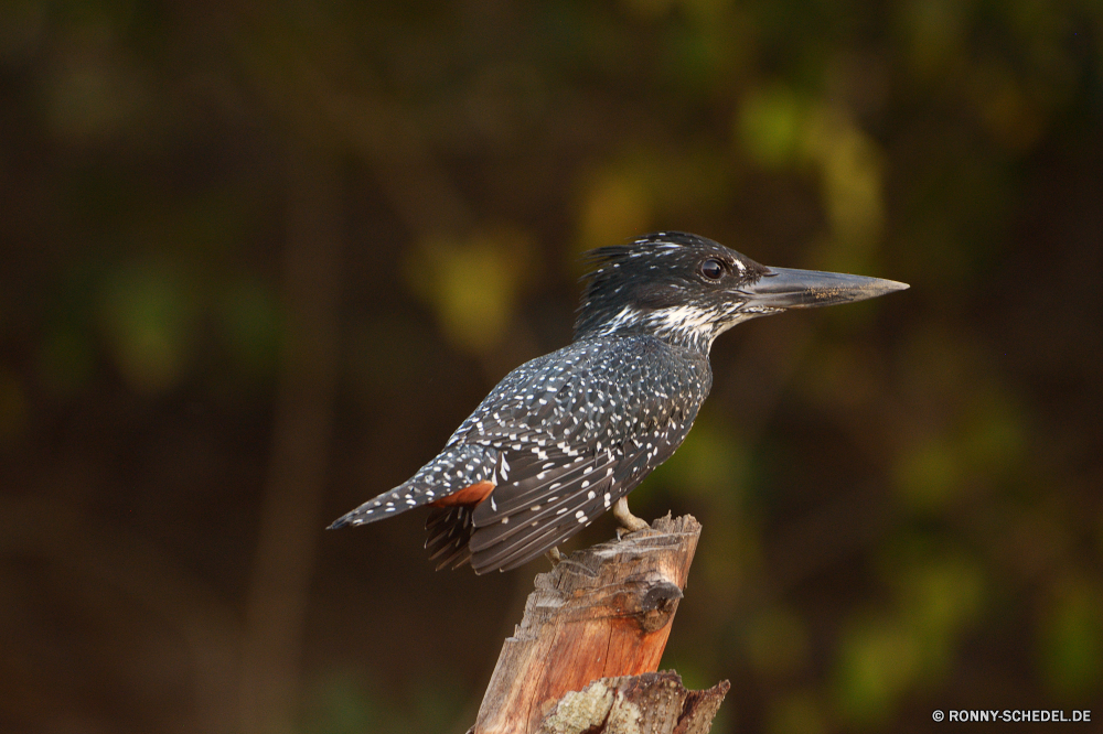  Starling Vogel Wildtiere Schnabel Wild Feder Wirbeltiere Flügel Federn Vögel Auge Tiere Flügel Rechnung im freien schwarz Vogelgrippe Garten Baum Zaunkönig niedlich Braun Tier fliegen Tierwelt hungrige gemeinsame Schließen Winter natürliche Frühling Branch Schwanz Park Amsel Schnee Essen Kopf Vogelbeobachtung Erhaltung Leben closeup Orange Männchen Ornithologie kluge Porträt Uhren fliegen Wasser gelb Umgebung Vogelbeobachtung thront wachsamen Gefieder gerade Essen Eis Sperling saenger Arten Zweig Flug Freiheit Landschaft glänzend Gras wenig starling bird wildlife beak wild feather vertebrate wing feathers birds eye animals wings bill outdoors black avian garden tree wren cute brown animal fly fauna hungry common close winter natural spring branch tail park blackbird snow food head birding conservation life closeup orange male ornithology wise portrait watch flying water yellow environment birdwatching perched watchful plumage watching eating ice sparrow singer species twig flight freedom countryside shiny grass little