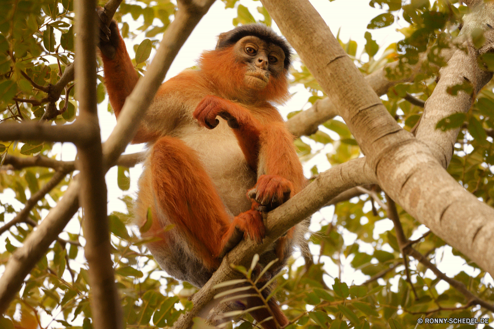  Affe Primas Orang-Utan Wildtiere Wild Affe Dschungel Tiere Säugetier Baum Primaten Nasenaffe Affen natürliche Zoo verwaist Waise Kindergarten Bäume Kreatur — spielen Brüllaffen Pelz Klettern spielen Lebensraum Klettern behaarte Gesicht Sanierung Wald Erhaltung niedlich Orang-Utans gefährdet Safari sitzen geschwungen seltene Mutter Arten Schaukel Säugetiere pelzigen Augen Tropischer Branch Waisen zusammen im freien Zoologische Juvenile Porträt Suchen Haare Essen Hängende Leben schwarz halten lustig Braun auf der Suche Sumpf Bestie hängen Reisen Bereich Essen Park wenig Land monkey primate orangutan wildlife wild ape jungle animals mammal tree primates proboscis monkey monkeys natural zoo orphaned orphan nursery trees creature playing howler monkey fur climb play habitat climbing hairy face rehabilitation forest conservation cute orangutans endangered safari sitting swinging rare mother species swing mammals furry eyes tropical branch orphans together outdoor zoological juvenile portrait look hair eating hanging life black hold funny brown looking swamp beast hang travel area eat park little country