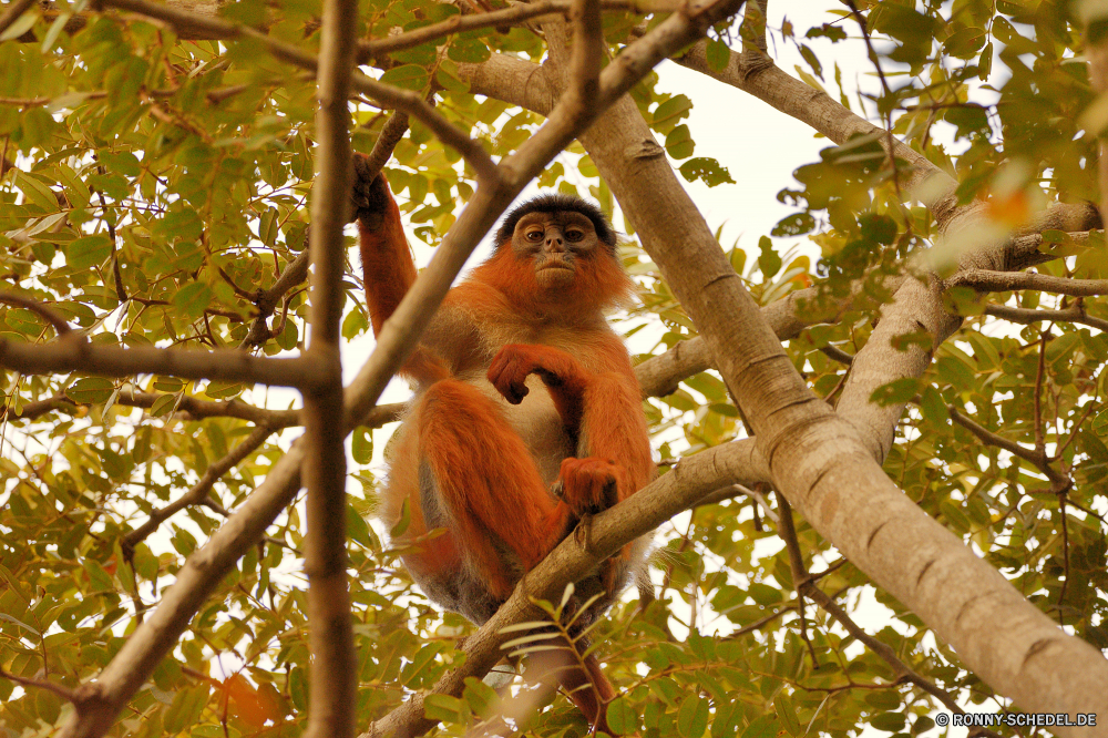  Orang-Utan Affe Primas Affe Wildtiere Wild Baum Dschungel Tiere Primaten Affen Brüllaffen natürliche Bäume verwaist Waise Kindergarten Zoo spielen Wald spielen Sanierung Lebensraum Klettern Klettern Kreatur — Säugetier Klammeraffe Orang-Utans Pelz Branch Gesicht Tropischer Erhaltung Mutter geschwungen gefährdet behaarte Safari seltene Schaukel Park Waisen niedlich zusammen sitzen im freien Juvenile Arten Säugetiere Blätter Hängende pelzigen Augen Reisen schwarz Porträt auf der Suche Zoologische Suchen hängen Leben Blatt im freien Braun Haare Sommer Land orangutan monkey primate ape wildlife wild tree jungle animals primates monkeys howler monkey natural trees orphaned orphan nursery zoo playing forest play rehabilitation habitat climb climbing creature mammal spider monkey orangutans fur branch face tropical conservation mother swinging endangered hairy safari rare swing park orphans cute together sitting outdoor juvenile species mammals leaves hanging furry eyes travel black portrait looking zoological look hang life leaf outdoors brown hair summer country