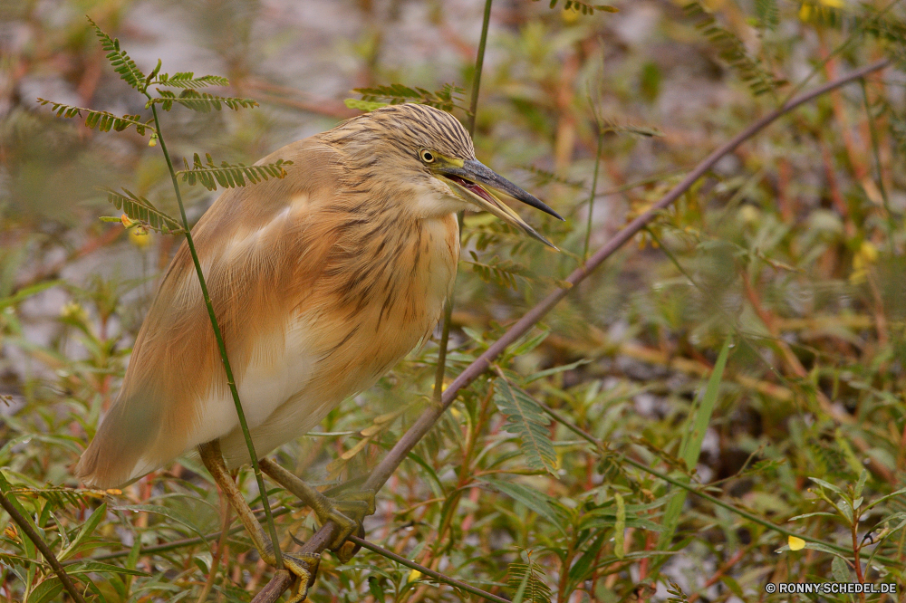  Rohrdommel Reiher Schreitvogel Vogel aquatische Vogel Wildtiere Schnabel Wild Feder Federn Wasser Flügel Vögel Auge Flügel See Tiere Rechnung Angeln Pelikan Vogelgrippe Hals Tierwelt groß Kopf fliegen Flug Gefieder Wildnis im freien Meer Fluss waten im freien Teich Erhaltung fliegen Reiher stehende Porträt lange natürliche Zoo Leben Park Schließen Gras Sumpf Ozean Schwanz Augen Ornithologie Umgebung Reisen Profil anzeigen: closeup Ufer Baum Geflügel Braun gelb Beine Farbe Ruhe Fisch eine grau Küste Everglades Feuchtgebiet Sumpf Gnade schwarz Jagd gerade Safari Tropischer Himmel Strand groß Rosa Süden Freiheit ruhige niedlich bittern heron wading bird bird aquatic bird wildlife beak wild feather feathers water wings birds eye wing lake animals bill fishing pelican avian neck fauna great head fly flight plumage wilderness outdoors sea river wading outdoor pond conservation flying egret standing portrait long natural zoo life park close grass swamp ocean tail eyes ornithology environment travel profile closeup shore tree fowl brown yellow legs color calm fish one gray coast everglades wetland marsh grace black hunting watching safari tropical sky beach tall pink south freedom tranquil cute