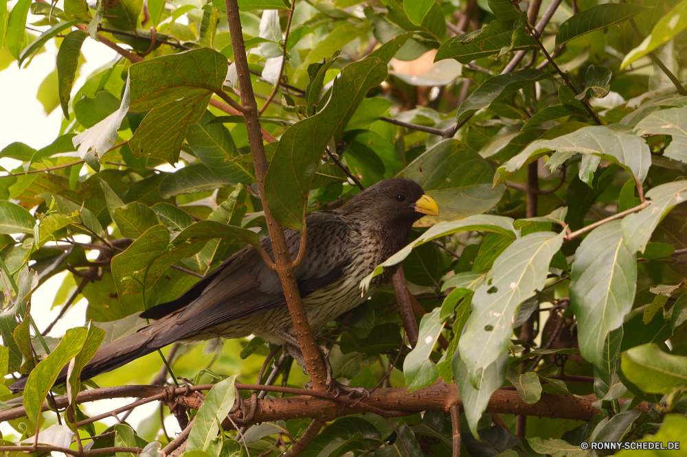  Starling Vogel Wildtiere Wild Baum Kuckuck Schnabel Wirbeltiere Flügel Feder Branch Tier im freien Federn Schwanz Braun schwarz Frühling Leben Sperling niedlich Tiere fliegen Wald Vögel Auge Kopf natürliche Garten Park Schließen sitzen Ornithologie Blatt Tierwelt closeup gelb Umgebung wenig Flügel Gefieder Lebensraum Porträt Augen Erhaltung Freiheit Bäume Nest gefährdet Saison Tropischer Pelz Pflanze Säugetier grau Blätter Vogelgrippe Adler Essen Arten Kreatur — pelzigen im freien Essen Holz Küchlein Gesicht Männchen Sommer Nagetier starling bird wildlife wild tree cuckoo beak vertebrate wing feather branch animal outdoors feathers tail brown black spring life sparrow cute animals fly forest birds eye head natural garden park close sitting ornithology leaf fauna closeup yellow environment little wings plumage habitat portrait eyes conservation freedom trees nest endangered season tropical fur plant mammal gray leaves avian eagle food species creature furry outdoor eat wood nestling face male summer rodent