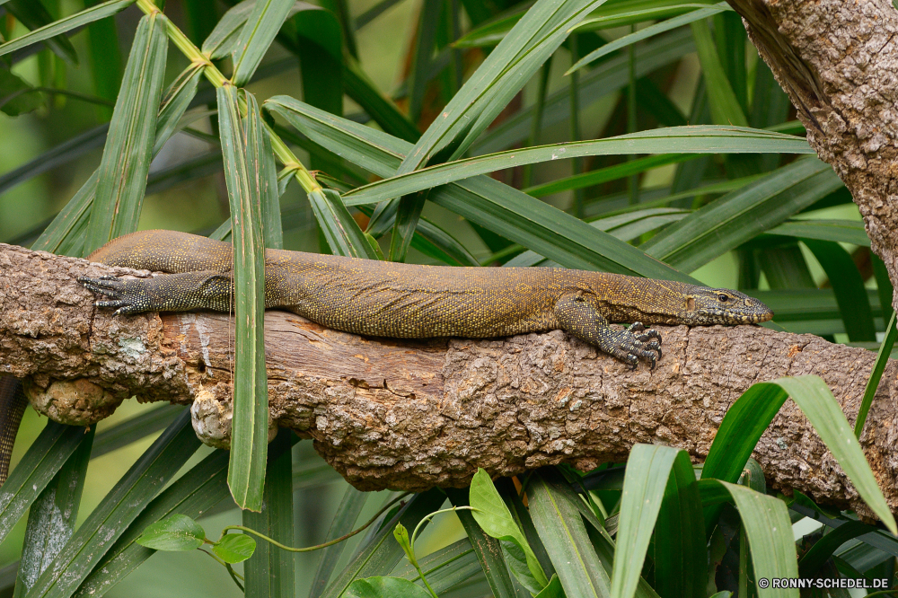  Obst Mais Baum Eidechse Schlange Reptil Pflanze Wildtiere Korn Tropischer Samen Ernte Landwirtschaft Wild Wald Essen Kernel Umgebung natürliche Schließen im freien im freien Sommer Bio Feld Tiere Garten Braun Blatt Wachstum Ernte Nacht-Schlange Bauernhof Blätter closeup Rüschen-Eidechse außerhalb gesund frisch Landschaft woody plant Gras Chamäleon exotische Tierwelt Tag gelb Landbau Branch Textfreiraum Detail Entwicklung des ländlichen wildes Tier Frühling Farbe Dschungel niemand frische Luft Belaubung Wasser friedliche Flora Reisen Himmel fruit corn tree lizard snake reptile plant wildlife grain tropical seed crop agriculture wild forest food kernel environment natural close outdoors outdoor summer organic field animals garden brown leaf growth harvest night snake farm leaves closeup frilled lizard outside healthy fresh landscape woody plant grass chameleon exotic fauna day yellow farming branch copy space detail rural wild animal spring color jungle nobody freshness foliage water peaceful flora travel sky