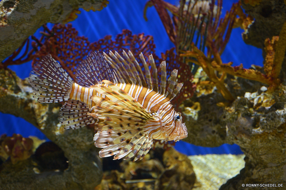 Georgia Aquarium Unterwasser Meer Ozean Riff Koralle Tropischer Marine aquatische Wasser Tauchen Tauchen Tauchgang exotische Fisch Salzwasser tief Reisen bunte Aquarium erkunden Wildtiere Exploration Urlaub Leben Schnorcheln Kolonie Tourismus Entspannung Anemone Farbe Blasen unter Orte Sonne Tank Schwimmen Schwimmen Sonnenlicht Traum Schließen Löwe ruhige Tiefe seelandschaft hell Unterwasser Sonnenstrahl Fische FIN unter unter Strahl Felsen unten Salz Strahlen gefährliche Tiere nass Flossen Taucher giftige Sand Sommer Schnapper Schnorchel 3D Umwelt- friedliche Urlaub Oberfläche underwater sea ocean reef coral tropical marine aquatic water diving scuba dive exotic fish saltwater deep travel colorful aquarium explore wildlife exploration vacation life snorkeling colony tourism relaxation anemone color bubbles beneath places sun tank swim swimming sunlight dream close lion tranquil depth seascape bright undersea sunbeam fishes fin below under ray rocks bottom salt rays dangerous animals wet fins diver poisonous sand summer snapper snorkel 3d environmental peaceful holiday surface