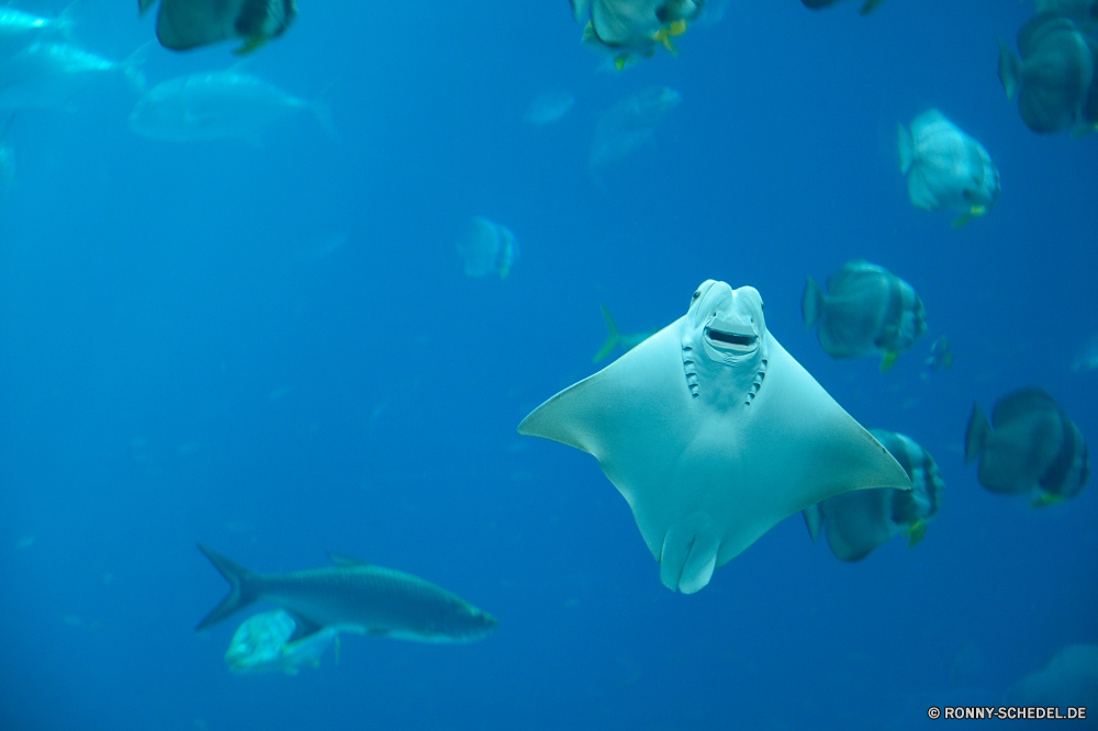 Georgia Aquarium Zitterrochen Strahl Fisch Meer Ozean Unterwasser Wasser Marine Hai Hammerhai Tauchen Koralle aquatische Tropischer Riff tief Leben Licht Tauchen Tauchgang Schwimmen Salzwasser Aquarium Digital Farbe Sonne Reisen Tapete transparente nass hell Raum exotische Strahlen Schwimmen Sonnenlicht Meerwasser Sonnenstrahl Welle Wildtiere Blasen bunte Flüssigkeit futuristische welligkeit Wellen Himmel Fantasie Tourismus Grafik Gestaltung Fraktal Urlaub Tiefe Stechrochen Stil Delphin Fische glänzend Aqua Bewegung Kunst Sonnenschein dunkel frische Luft Taucher Linien Erholung erkunden Kreatur — Landschaft Schließen Hintergrund Sport Tiere generiert Insel Kühl Oberfläche moderne electric ray ray fish sea ocean underwater water marine shark hammerhead diving coral aquatic tropical reef deep life light scuba dive swimming saltwater aquarium digital color sun travel wallpaper transparent wet bright space exotic rays swim sunlight seawater sunbeam wave wildlife bubbles colorful liquid futuristic ripple waves sky fantasy tourism graphic design fractal vacation depth stingray style dolphin fishes shiny aqua motion art sunshine dark freshness diver lines recreation explore creature landscape close backdrop sport animals generated island cool surface modern