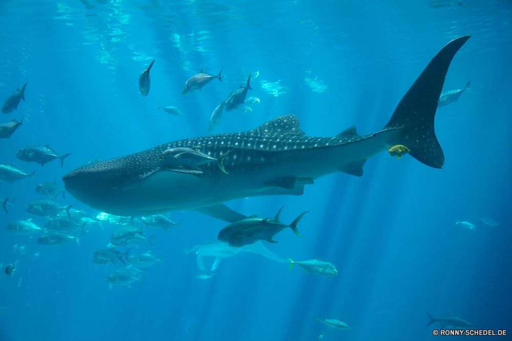 Georgia Aquarium Tiger shark Hai Fisch Meer Unterwasser Ozean Wasser Tauchen Marine Koralle Tropischer Riff aquatische Tauchen Barrakudas Aquarium tief Tauchgang Schwimmen spiny-finned fish Reisen Salzwasser exotische Schwimmen Leben Wildtiere Sonne Strahl Urlaub Licht Fische Sonnenlicht Tourismus bunte nass Farbe Sonnenstrahl Tiefe hell Strahlen unter seelandschaft welligkeit bony fish Tank Schwimmbad klar Tiere friedliche Urlaub Säugetier Unterwasser Delphin FIN erkunden Kreatur — Aqua Wellen Sommer Spaß transparente Landschaft Taucher Schnorcheln Oberfläche Exploration Welle Entspannung dunkel Sport Erholung Scuba diving Flossen Kolonie unter Türkis Blasen Abenteuer Sonnenschein Schließen Umgebung Insel Gefahr tiger shark shark fish sea underwater ocean water diving marine coral tropical reef aquatic scuba barracuda aquarium deep dive swimming spiny-finned fish travel saltwater exotic swim life wildlife sun ray vacation light fishes sunlight tourism colorful wet color sunbeam depth bright rays under seascape ripple bony fish tank pool clear animals peaceful holiday mammal undersea dolphin fin explore creature aqua waves summer fun transparent landscape diver snorkeling surface exploration wave relaxation dark sport recreation scuba diving fins colony below turquoise bubbles adventure sunshine close environment island danger