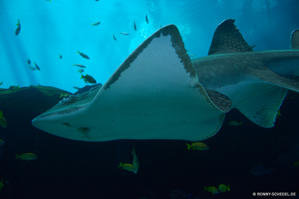 Georgia Aquarium Strahl Fisch Zitterrochen Unterwasser Hai Ozean Meer Marine Tropischer Wasser Tauchen Hammerhai Koralle Riff Stechrochen aquatische Tauchen Tauchgang tief Salzwasser Sonne Schwimmen Leben Reisen Tiger shark exotische Sonnenlicht Sonnenstrahl Schwimmen Wildtiere Tourismus Strahlen Urlaub hell Aquarium Licht nass bunte welligkeit Taucher Sonnenschein erkunden Schule Exploration Erholung seelandschaft Säugetier transparente Blasen Farbe Tiere Tapete Sport Haie Delphin Fische Kolonie Oberfläche Tiefe Raubtier Wild Flüssigkeit Salz Abenteuer Traum Reinheit Kontur Insel Gefahr Unterwasser unter Schnorcheln Wrack Pazifik Entspannung ray fish electric ray underwater shark ocean sea marine tropical water diving hammerhead coral reef stingray aquatic scuba dive deep saltwater sun swimming life travel tiger shark exotic sunlight sunbeam swim wildlife tourism rays vacation bright aquarium light wet colorful ripple diver sunshine explore school exploration recreation seascape mammal transparent bubbles color animals wallpaper sport sharks dolphin fishes colony surface depth predator wild liquid salt adventure dream purity silhouette island danger undersea beneath snorkeling wreck pacific relaxation