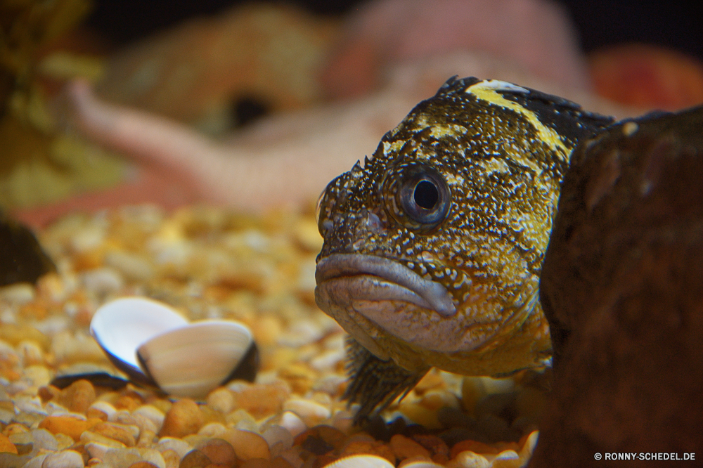 Georgia Aquarium Aal Fisch Kugelfisch Aquarium Unterwasser Tropischer Wildtiere Wasser Meer aquatische Riff Ozean Marine bunte Eidechse Koralle exotische Auge Salzwasser Reptil Tauchgang Haustier Tauchen Farbe Skala gelb tief Orange Tauchen Schwimmen Leben Tank schwarz Tiere Leguan Kreatur — Schwimmen Urlaub Wild Essen Drache hell Chamäleon Reisen frisch Schließen Tourismus Gold Fische Zoo Fisch und Meeresfrüchte Frosch Braun Süßwasser Kolonie FIN Orte Goldfisch erkunden langsam Augen Erhaltung Traum Schildkröte im freien Schnapper eel fish puffer aquarium underwater tropical wildlife water sea aquatic reef ocean marine colorful lizard coral exotic eye saltwater reptile dive pet diving color scale yellow deep orange scuba swim life tank black animals iguana creature swimming vacation wild food dragon bright chameleon travel fresh close tourism gold fishes zoo seafood frog brown freshwater colony fin places goldfish explore slow eyes conservation dream turtle outdoors snapper