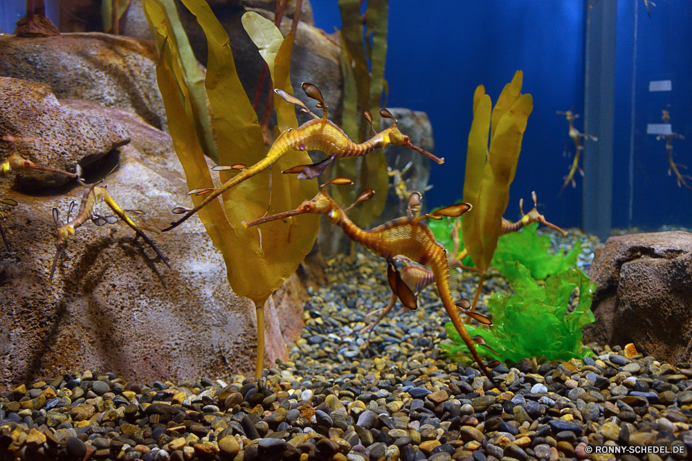 Georgia Aquarium Baum Gliederfüßer Herbst Blätter Blatt gelb Pflanze Krebse Insekt fallen Saison woody plant Krustentier Wirbellose vascular plant Wanderstock Park Werkzeug hell Belaubung Pflug Branch natürliche Wald Orange Holz Umgebung Ahorn Sommer im freien Farbe Bäume Tier Schließen Flora bunte Braun Garten Wild Landschaft Pflanzen Frühling Himmel saisonale Reisen Strauch Wachstum closeup Leben trocken Gottesanbeterin Wildtiere Golden im freien alt Sonnenlicht Kaktus gefallen Bewuchs Textur Obst Feld Wüste Botanik Urlaub Wasser Ökologie Sonne Eichel Detail Kraut Gras Tag Meer tree arthropod autumn leaves leaf yellow plant crayfish insect fall season woody plant crustacean invertebrate vascular plant walking stick park tool bright foliage plow branch natural forest orange wood environment maple summer outdoors color trees animal close flora colorful brown garden wild landscape plants spring sky seasonal travel shrub growth closeup life dry mantis wildlife golden outdoor old sunlight cactus fallen vegetation texture fruit field desert botany vacation water ecology sun acorn detail herb grass day sea