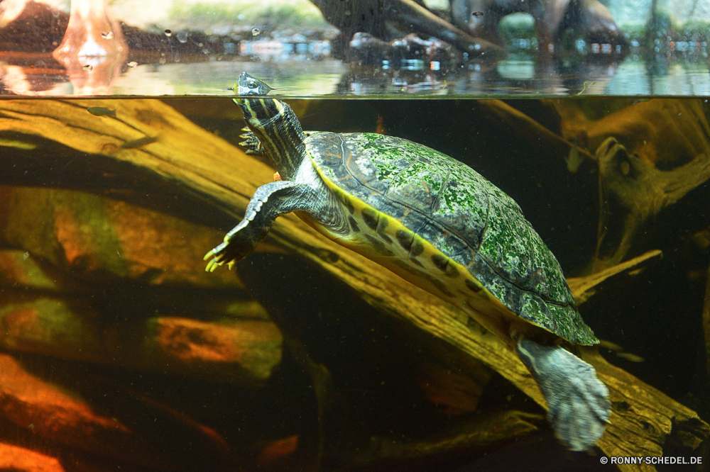 Georgia Aquarium Sumpfschildkröte Schildkröte Reptil Wildtiere Vogel Chamäleon Auge Wild Eidechse Schnabel Tropischer Zoo Schließen Wasser Feder Haustier bunte Flügel Papagei aquatische gelb Ara Farbe Schale langsam exotische Amphibie Vogelgrippe Kopf Kreatur — Tiere niedlich Tierwelt Park Schildkröte Fluss Federn Vögel Schwanz Schwimmen Meer fliegen im freien Fisch natürliche Unterwasser Schwimmen Männchen Aquarium Branch Gefieder hell Skala Teich Haustiere Pfau Multi closeup Gold auf der Suche nass Porträt Leben terrapin turtle reptile wildlife bird chameleon eye wild lizard beak tropical zoo close water feather pet colorful wing parrot aquatic yellow macaw color shell slow exotic amphibian avian head creature animals cute fauna park tortoise river feathers birds tail swimming sea fly outdoors fish natural underwater swim male aquarium branch plumage bright scale pond pets peacock multi closeup gold looking wet portrait life