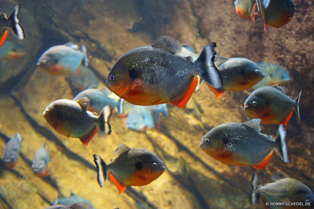 Georgia Aquarium Goldfisch Aquarium Fisch Unterwasser Wasser Meer Marine Tropischer Riff Ozean Koralle aquatische Schwimmen Schwimmen Tauchen exotische Tauchgang Tauchen bunte Teich Salzwasser Exploration Orange Leben Wildtiere Fische Haustier tief Karpfen FIN Urlaub Tank Schwanz Reisen Flossen Gold Kolonie erkunden Tiere hell Tierwelt Tourismus Hobby Farbe Fluss Schnorcheln Wild Angeln Golden Abenteuer Mund Schule frisch Skalen fangen schwarz unter Japan Fisch und Meeresfrüchte Umgebung See goldfish aquarium fish underwater water sea marine tropical reef ocean coral aquatic swim swimming diving exotic dive scuba colorful pond saltwater exploration orange life wildlife fishes pet deep carp fin vacation tank tail travel fins gold colony explore animals bright fauna tourism hobby color river snorkeling wild fishing golden adventure mouth school fresh scales catch black under japan seafood environment lake