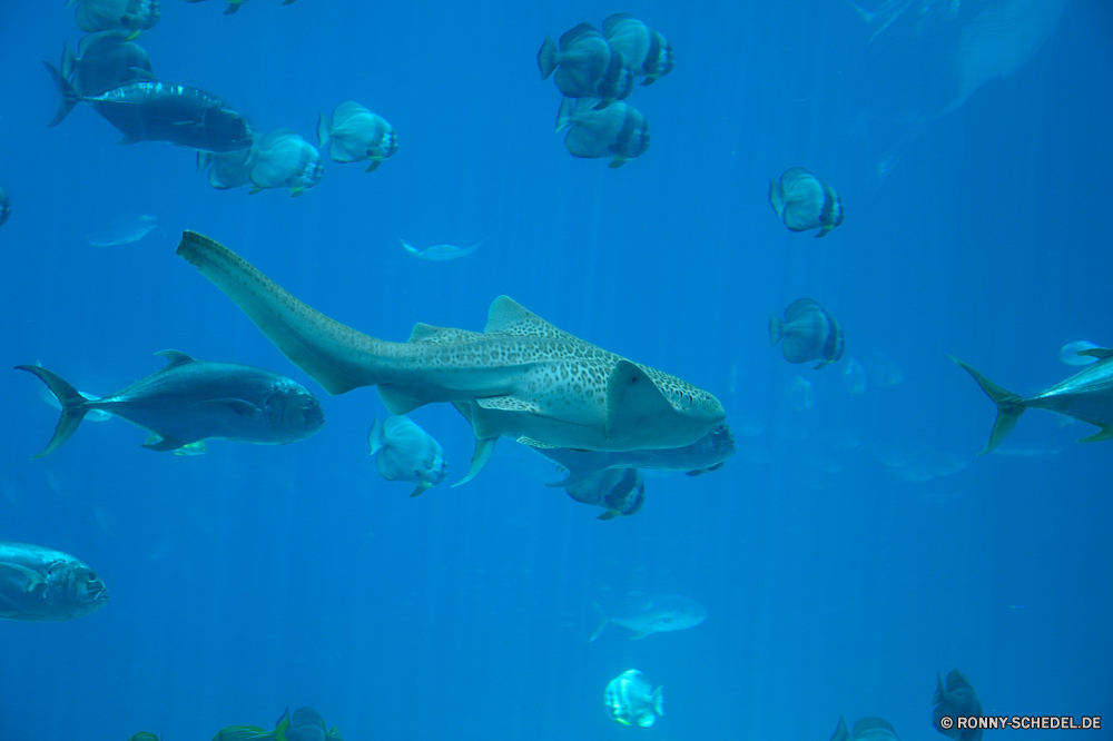 Georgia Aquarium Fisch Unterwasser Meer Ozean Koralle Tauchen Riff Wasser Marine Tropischer Hai aquatische Tiger shark Taucher Strahl Tauchen tief Sonne Scuba diver Sonnenlicht Salzwasser Tauchgang Sonnenstrahl exotische Meerwasser Reisen Strahlen Leben Licht Schwimmen Zitterrochen hell Hammerhai welligkeit transparente nass Wildtiere Explorer Entspannung Oberfläche Tourismus Urlaub Schwimmen Archipel Farbe Sonnenschein bunte Kolonie unter Tiefe Aquarium seelandschaft Flüssigkeit Coral reef unter erkunden Erholung Exploration Person Reinheit Land Sport Schule Fische Blasen Raum frische Luft Scuba diving unter Wasser Türkis Tank klar frisch Harmonie dunkel Tiere Welle Unterwasser Urlaub Wild unter fliegen gelassene Wellen Schnapper friedliche fish underwater sea ocean coral diving reef water marine tropical shark aquatic tiger shark diver ray scuba deep sun scuba diver sunlight saltwater dive sunbeam exotic seawater travel rays life light swimming electric ray bright hammerhead ripple transparent wet wildlife explorer relaxation surface tourism vacation swim archipelago color sunshine colorful colony below depth aquarium seascape liquid coral reef beneath explore recreation exploration person purity land sport school fishes bubbles space freshness scuba diving submerged turquoise tank clear fresh harmony dark animals wave undersea holiday wild under flying serene waves snapper peaceful