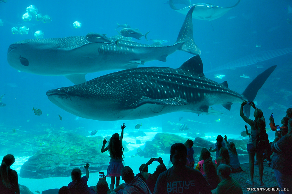 Georgia Aquarium Tiger shark Meer Hai Fisch Ozean Unterwasser Tropischer Wasser Koralle Riff Tauchen Marine aquatische Strahl Aquarium Tauchen exotische Tauchgang tief Reisen Zitterrochen Salzwasser Urlaub Schwimmen Sonne Tourismus Leben Sonnenlicht bunte hell Wildtiere Insel Schwimmen Sonnenstrahl Türkis klar Landschaft seelandschaft Strand Sommer Taucher nass Licht Tank Strahlen Paradies Urlaub Fische Farbe Erholung Tiere Kolonie Küste erkunden Sport unter welligkeit Szene Ziel Barrakudas friedliche ruhige Scuba diving Unterwasser Flossen Spaß Exploration landschaftlich Sand Himmel Sonnenschein Entspannung transparente unter Schnorcheln unter Tiefe Wendekreis Salz Kreatur — Traum Ruhe Schule spiny-finned fish Orte Blasen Entspannen Sie sich horizontale Freizeit Boot Sport Körper des Wassers Bucht Oberfläche tiger shark sea shark fish ocean underwater tropical water coral reef diving marine aquatic ray aquarium scuba exotic dive deep travel electric ray saltwater vacation swimming sun tourism life sunlight colorful bright wildlife island swim sunbeam turquoise clear landscape seascape beach summer diver wet light tank rays paradise holiday fishes color recreation animals colony coast explore sport under ripple scene destination barracuda peaceful tranquil scuba diving undersea fins fun exploration scenic sand sky sunshine relaxation transparent beneath snorkeling below depth tropic salt creature dream calm school spiny-finned fish places bubbles relax horizontal leisure boat sports body of water bay surface