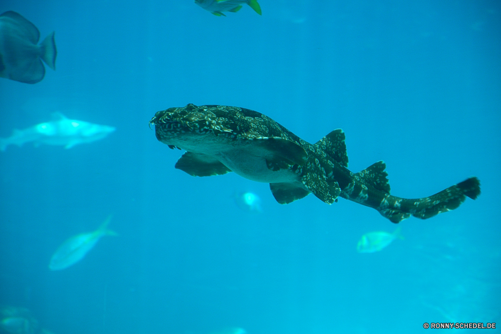 Georgia Aquarium Unterwasser Meer Fisch Ozean Taucher Tauchen Koralle Riff Scuba diver Tropischer Wasser Marine aquatische Tauchen Explorer Tauchgang Sonnenlicht Reisen Schildkröte tief Sonne Strahl exotische Salzwasser Sonnenstrahl Person Meeresschildkröte Licht Strahlen Schwimmer Tourismus Archipel Leben Urlaub transparente nass Tier Erholung hell welligkeit bunte Farbe erkunden Entspannung Schwimmen Sport Oberfläche Flüssigkeit Sonnenschein Land Athlet unter unter Exploration Reinheit Unechte Karettschildkröte Kolonie Urlaub Wildtiere Coral reef Fische Aqualung Kandidat frische Luft Scuba diving Unterwasser Tiefe Wild Schwimmen frisch Landschaft Qualle unter Wasser klar seelandschaft Raum 3D Tapete Körper des Wassers Abenteuer dunkel Harmonie friedliche Gestaltung Hintergründe Digital Zitterrochen Sommer underwater sea fish ocean diver diving coral reef scuba diver tropical water marine aquatic scuba explorer dive sunlight travel turtle deep sun ray exotic saltwater sunbeam person sea turtle light rays swimmer tourism archipelago life vacation transparent wet animal recreation bright ripple colorful color explore relaxation swimming sport surface liquid sunshine land athlete beneath below exploration purity loggerhead colony holiday wildlife coral reef fishes aqualung contestant freshness scuba diving undersea depth wild swim fresh landscape jellyfish submerged clear seascape space 3d wallpaper body of water adventure dark harmony peaceful design backgrounds digital electric ray summer