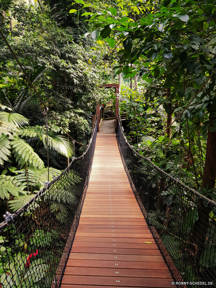 Guadeloupe Hängebrücke Brücke Struktur Baum Landschaft Wald woody plant Park Pflanze Bäume Reisen Pfad im freien Garten natürliche Gewächshaus Holz vascular plant Sommer Pflanzen Gras Entwicklung des ländlichen landschaftlich Umgebung im freien Straße Schritt Blätter Szenerie Tropischer zu Fuß Gebäude sonnig außerhalb Gehweg Flora Land Ziel Himmel Track Blatt Dschungel Wanderweg Blume Bewuchs Art und Weise Herbst Wildnis Unterstützung Belaubung Architektur Fluss Wasser Berg aus Holz Fuß Kaffee Frühling Farbe fallen Urlaub Landwirtschaft Wandern Blumen Perspektive Landschaft Tourismus Wanderung Gerät Wild Hölzer niemand Stein Hügel Insel Tourist Wachstum Wanderweg Zaun wachsende Landbau Regen Botanik Zeile Straße friedliche zu produzieren Transport Urlaub bunte Bauernhof Sonnenlicht Tag Saison suspension bridge bridge structure tree landscape forest woody plant park plant trees travel path outdoor garden natural greenhouse wood vascular plant summer plants grass rural scenic environment outdoors road step leaves scenery tropical walk building sunny outside walkway flora country destination sky track leaf jungle trail flower vegetation way autumn wilderness support foliage architecture river water mountain wooden walking coffee spring color fall vacation agriculture hiking flowers perspective countryside tourism hike device wild woods nobody stone hill island tourist growth footpath fence growing farming rain botany row street peaceful produce transportation holiday colorful farm sunlight day season