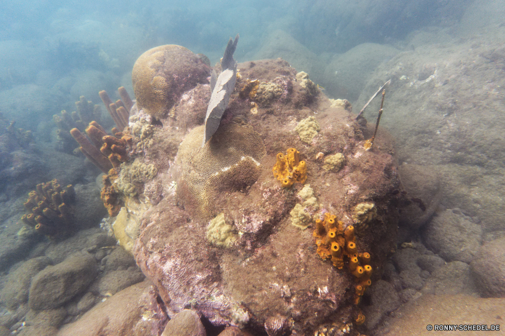 Guadeloupe Coral reef Riff Koralle Unterwasser Fisch Meer Ozean Grat Marine Tropischer Tauchen Wasser aquatische Tier Salzwasser Tauchgang natürliche Höhe exotische Tauchen Sonnenlicht Kolonie Sonne Sonnenstrahl Reisen bunte sea hare Urlaub erkunden Exploration tief unter Schneckenart Strahlen Tourismus geologische formation Mollusk Wirbellose unter Strahl Leben hell Entspannung Orte seelandschaft 3D unter Traum Taucher Tiefe Blasen Farbe nass Hirnkoralle sea squirt Unterwasser Wildtiere Schwimmen Oberfläche Schule Sommer unter Wasser Szenen Steinkorallen welligkeit gelassene Sonnenschein Ruhe Licht ruhige Anemone Sonnenstrahlen Fische Salz gerendert Raum dunkel Scuba diving ins Rollen klar Aquarium See weiche Kopie Wild Ruhe Sand idyllische Tiere friedliche Urlaub transparente coral reef reef coral underwater fish sea ocean ridge marine tropical diving water aquatic animal saltwater dive natural elevation exotic scuba sunlight colony sun sunbeam travel colorful sea hare vacation explore exploration deep below gastropod rays tourism geological formation mollusk invertebrate beneath ray life bright relaxation places seascape 3d under dream diver depth bubbles color wet brain coral sea squirt undersea wildlife swimming surface school summer submerged scenes stony coral ripple serene sunshine calm light tranquil anemone sunbeams fishes salt rendered space dark scuba diving rolling clear aquarium lake soft copy wild tranquility sand idyllic animals peaceful holiday transparent