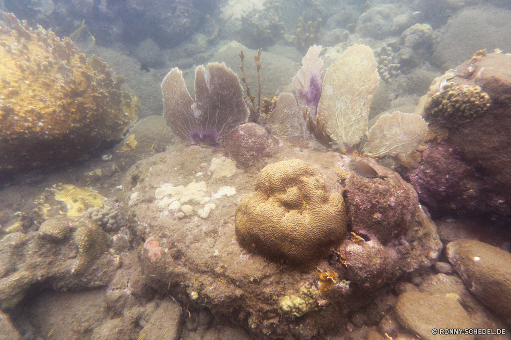 Guadeloupe Riff Koralle Unterwasser Fisch Meer Coral reef Ozean Tropischer Marine Tauchen Wasser Hirnkoralle aquatische Tier Grat Salzwasser Steinkorallen Tauchgang exotische Tauchen natürliche Höhe tief Sonnenlicht sea squirt Leben Reisen Kolonie Urlaub Wirbellose bunte Sonne Sonnenstrahl hell Exploration Seeanemone Aquarium erkunden Wildtiere Tourismus Schwimmen Polyp Strahl geologische formation Taucher Farbe Strahlen unter Anemone Fische unter nass Schnorcheln Orte coelenterate Entspannung Blasen Tiere Unterwasser unter Salz Schwimmen seelandschaft Traum Wild welligkeit Scuba diving Schule Tiefe Chordatiere Sommer harte Korallen klar 3D Sonnenschein Pazifik Tierwelt Türkis Erholung Urlaub transparente Oberfläche reef coral underwater fish sea coral reef ocean tropical marine diving water brain coral aquatic animal ridge saltwater stony coral dive exotic scuba natural elevation deep sunlight sea squirt life travel colony vacation invertebrate colorful sun sunbeam bright exploration sea anemone aquarium explore wildlife tourism swimming polyp ray geological formation diver color rays under anemone fishes below wet snorkeling places coelenterate relaxation bubbles animals undersea beneath salt swim seascape dream wild ripple scuba diving school depth chordate summer hard coral clear 3d sunshine pacific fauna turquoise recreation holiday transparent surface