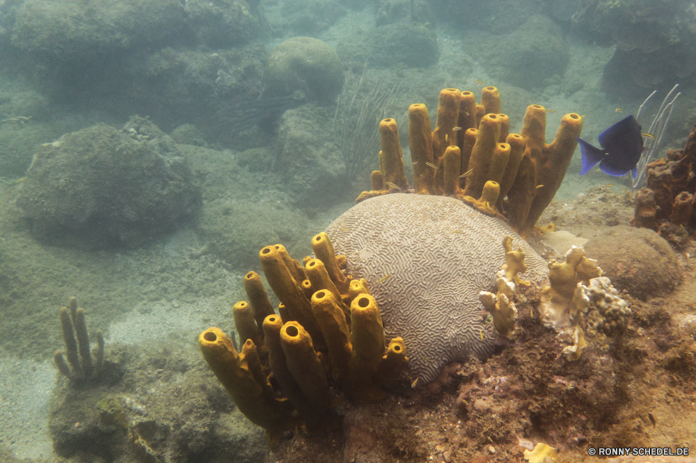 Guadeloupe Coral reef Riff Unterwasser Koralle Fisch Meer Grat Ozean Tropischer Wasser Tauchen Marine natürliche Höhe aquatische Tauchgang Tauchen Tier exotische Salzwasser Taucher Kolonie tief Reisen Sonnenlicht Urlaub bunte geologische formation Federstern Sonne Sonnenstrahl Exploration erkunden Leben Tourismus unter unter hell Strahlen unter Strahl Orte Wirbellose Stachelhäuter Blasen Schwimmen Entspannung Farbe Traum Scuba diving Unterwasser Schule Scuba diver seelandschaft Aquarium Anemone Fische Hirnkoralle 3D Salz Wildtiere Sport nass Licht Tiefe Tiere welligkeit Steinkorallen klar Abenteuer Sonnenschein Sommer weiche Schwimmer Oberfläche unter Wasser Urlaub Schnorcheln Tank Schwimmen Klima coral reef reef underwater coral fish sea ridge ocean tropical water diving marine natural elevation aquatic dive scuba animal exotic saltwater diver colony deep travel sunlight vacation colorful geological formation feather star sun sunbeam exploration explore life tourism below beneath bright rays under ray places invertebrate echinoderm bubbles swimming relaxation color dream scuba diving undersea school scuba diver seascape aquarium anemone fishes brain coral 3d salt wildlife sport wet light depth animals ripple stony coral clear adventure sunshine summer soft swimmer surface submerged holiday snorkeling tank swim climate