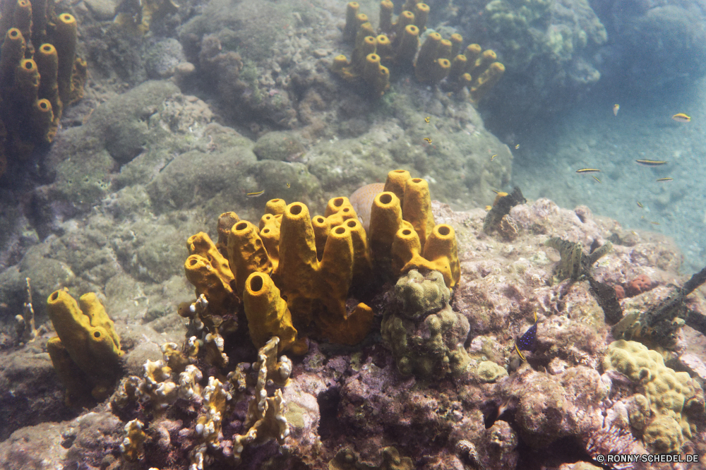 Guadeloupe Coral reef Riff Grat Unterwasser Koralle Meer Fisch Ozean natürliche Höhe Tropischer Marine Wasser Tauchen aquatische Tauchgang Tier Salzwasser exotische Tauchen geologische formation Reisen Sonnenlicht Kolonie Sonnenstrahl Urlaub Sonne bunte tief erkunden Exploration Strahl Leben Strahlen Tourismus unter hell Orte Blasen Taucher unter Entspannung unter Tiefe seelandschaft Wildtiere Traum nass Unterwasser welligkeit Farbe Fische Schwimmen 3D Oberfläche Tiere Anemone ruhige unter Wasser Sport Sonnenschein Ruhe Schule Schnorcheln Sommer gelassene See friedliche transparente Scuba diving Sonnenstrahlen Szenen ins Rollen Aquarium Ruhe Salz gerendert dunkel Licht Kopie atmosphärische Wellen Urlaub hilfst du klar Flüssigkeit idyllische horizontale Reinheit weiche frisch Erholung coral reef reef ridge underwater coral sea fish ocean natural elevation tropical marine water diving aquatic dive animal saltwater exotic scuba geological formation travel sunlight colony sunbeam vacation sun colorful deep explore exploration ray life rays tourism below bright places bubbles diver beneath relaxation under depth seascape wildlife dream wet undersea ripple color fishes swimming 3d surface animals anemone tranquil submerged sport sunshine calm school snorkeling summer serene lake peaceful transparent scuba diving sunbeams scenes rolling aquarium tranquility salt rendered dark light copy waves atmospheric holiday inviting clear liquid idyllic horizontal purity soft fresh recreation