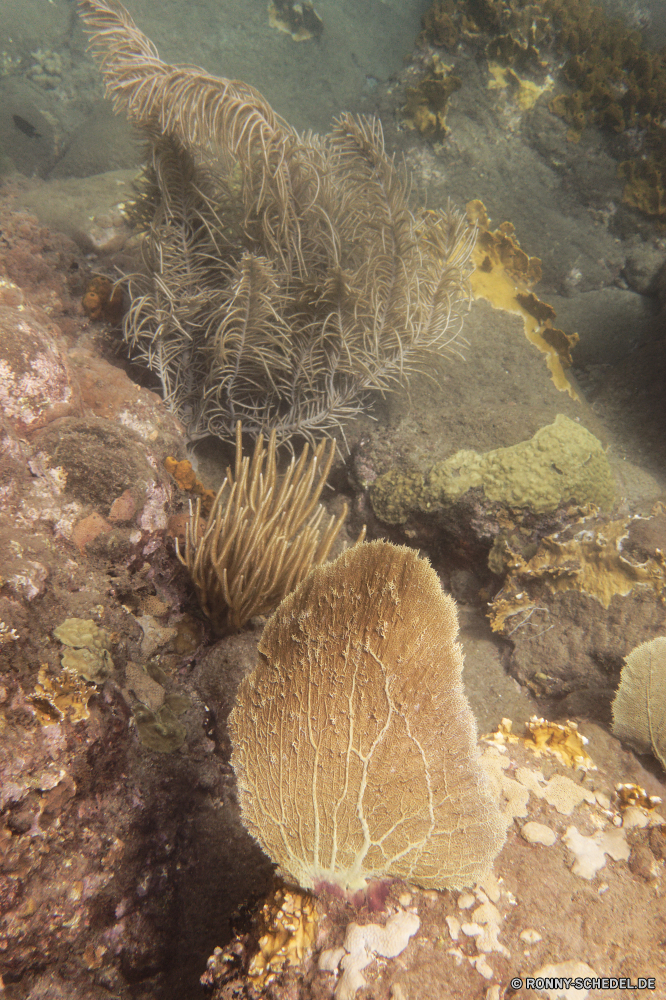 Guadeloupe Riff Koralle Unterwasser Meer Fisch Ozean Wirbellose Tier Marine Tropischer Federstern Wasser Stachelhäuter aquatische Tauchen Tauchgang exotische sea pen Tauchen Salzwasser coelenterate Urlaub tief bunte Reisen Seeanemone Coral reef Kolonie Sea urchin erkunden Tourismus Hirnkoralle Sonne Unterwasser Exploration Orte Leben Schnorcheln Fels Aquarium Salz Traum Steinkorallen Wildtiere Sonnenlicht Blasen Grat hell Anemone Sonnenstrahl Schwimmen seelandschaft Strahl Farbe Felsen unter Taucher unter Wendekreis unter Tiere Entspannung Sand Park Sommer natürliche Höhe unten Strand Insel Schule nass Scuba diving Schnorchel Urlaub Tiefe Strahlen Landschaft Oberfläche reef coral underwater sea fish ocean invertebrate animal marine tropical feather star water echinoderm aquatic diving dive exotic sea pen scuba saltwater coelenterate vacation deep colorful travel sea anemone coral reef colony sea urchin explore tourism brain coral sun undersea exploration places life snorkeling rock aquarium salt dream stony coral wildlife sunlight bubbles ridge bright anemone sunbeam swim seascape ray color rocks beneath diver below tropic under animals relaxation sand park summer natural elevation bottom beach island school wet scuba diving snorkel holiday depth rays landscape surface