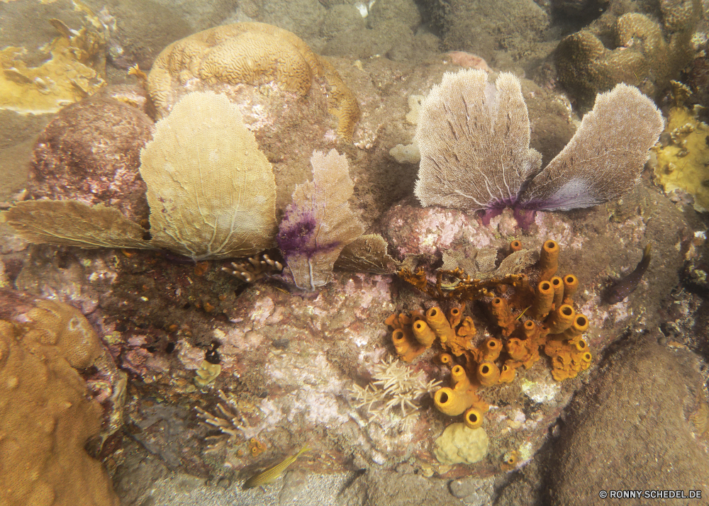 Guadeloupe Koralle Unterwasser Meer Fisch Wirbellose Riff Tier Ozean Marine Tropischer Wasser Stachelhäuter aquatische exotische Tauchen Federstern Salzwasser Tauchgang Sea urchin Tauchen sea squirt bunte Urlaub Hirnkoralle Kolonie erkunden Reisen Exploration Steinkorallen Tourismus tief Sonne Orte Aquarium Blasen Traum Anemone Mollusk Entspannung Sonnenlicht Chordatiere Coral reef Unterwasser hell Farbe Anemonenfisch nass Wildtiere Sonnenstrahl Sommer seelandschaft Strahl Leben Schnorcheln Braun Tiefe Strahlen Weiche Koralle Schnapper unter unter Salz Tiere Pflanze coral underwater sea fish invertebrate reef animal ocean marine tropical water echinoderm aquatic exotic diving feather star saltwater dive sea urchin scuba sea squirt colorful vacation brain coral colony explore travel exploration stony coral tourism deep sun places aquarium bubbles dream anemone mollusk relaxation sunlight chordate coral reef undersea bright color anemone fish wet wildlife sunbeam summer seascape ray life snorkeling brown depth rays soft coral snapper beneath below salt animals plant