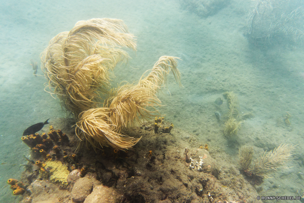 Guadeloupe Riff Koralle Unterwasser Fisch Meer Coral reef Ozean Tauchen Hirnkoralle Wasser Tropischer Marine Steinkorallen aquatische Grat Tauchen Tier Salzwasser exotische Tauchgang Federstern Sonnenlicht natürliche Höhe Reisen Sonne Sonnenstrahl tief Kolonie Stachelhäuter bunte unter Urlaub Leben Wirbellose hell Strahlen unter Strahl unter erkunden Exploration Entspannung Taucher Unterwasser geologische formation Tourismus Farbe nass Schwimmen 3D Scuba diving Wildtiere seelandschaft klar Sonnenschein Schule Anemone unter Wasser Fische Orte Aquarium transparente Licht Tiefe Salz Oberfläche welligkeit Blasen Sommer Flüssigkeit Szene Ruhe Erholung Schnorcheln Schwimmen Traum gelassene dunkel Tiere Reinheit See friedliche Sport Sonnenstrahlen Szenen ins Rollen Wild Ruhe gerendert Klima idyllische horizontale frische Luft ruhige weiche Urlaub Kopie reef coral underwater fish sea coral reef ocean diving brain coral water tropical marine stony coral aquatic ridge scuba animal saltwater exotic dive feather star sunlight natural elevation travel sun sunbeam deep colony echinoderm colorful below vacation life invertebrate bright rays beneath ray under explore exploration relaxation diver undersea geological formation tourism color wet swimming 3d scuba diving wildlife seascape clear sunshine school anemone submerged fishes places aquarium transparent light depth salt surface ripple bubbles summer liquid scene calm recreation snorkeling swim dream serene dark animals purity lake peaceful sport sunbeams scenes rolling wild tranquility rendered climate idyllic horizontal freshness tranquil soft holiday copy