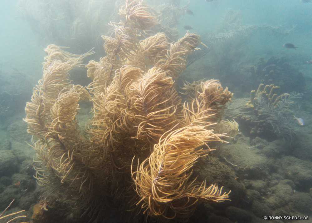 Guadeloupe Coral reef Riff Unterwasser Fisch Koralle Grat Meer Ozean Tauchen Marine Wasser Tropischer natürliche Höhe aquatische Tier Federstern Tauchen Salzwasser Sonnenstrahl Sonnenlicht Tauchgang Sonne exotische Stachelhäuter Strahlen tief geologische formation hell Strahl bunte Wirbellose Kolonie nass Taucher Reisen unter Entspannung welligkeit Sonnenschein unter Leben transparente erkunden Exploration seelandschaft Licht Flüssigkeit Reinheit Erholung Farbe Tourismus 3D Urlaub klar Wildtiere frische Luft frisch unter Harmonie Unterwasser Schule Oberfläche Scuba diving Tiefe Anemone unter Wasser Orte Blasen ruhige weiche Sonnenstrahlen Ruhe Salz Schwimmen gelassene dunkel friedliche Urlaub coral reef reef underwater fish coral ridge sea ocean diving marine water tropical natural elevation aquatic animal feather star scuba saltwater sunbeam sunlight dive sun exotic echinoderm rays deep geological formation bright ray colorful invertebrate colony wet diver travel beneath relaxation ripple sunshine below life transparent explore exploration seascape light liquid purity recreation color tourism 3d vacation clear wildlife freshness fresh under harmony undersea school surface scuba diving depth anemone submerged places bubbles tranquil soft sunbeams tranquility salt swimming serene dark peaceful holiday