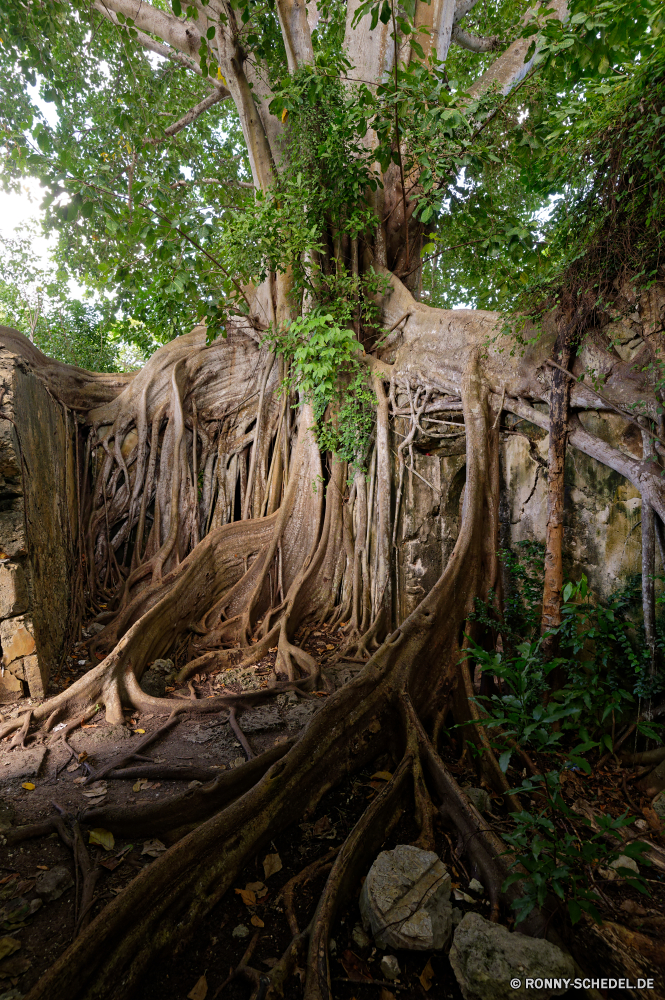 Guadeloupe Baum woody plant Wald vascular plant Feigenbaum Pflanze Bäume Landschaft Park Holz im freien Dschungel Reisen Umgebung Hölzer Belaubung Himmel Tropischer Berg Würger Kofferraum Regen Blatt Branch Blätter air plant im freien natürliche Antike Moos nationalen Bewuchs Tourismus Herbst Sommer Frühling Szenerie Fluss Wasser Fels Szene alt Stein Rinde Wildnis Insel Landschaft fallen Waldland Wachstum Land üppige Tag dichten Sonne Wanderweg Klima groß Pflanzen friedliche See Frieden Flora Gras landschaftlich Wurzeln Wild Saison Wandern Kultur Busch Urlaub Licht ruhige Kraut nass tree woody plant forest vascular plant fig tree plant trees landscape park wood outdoor jungle travel environment woods foliage sky tropical mountain strangler trunk rain leaf branch leaves air plant outdoors natural ancient moss national vegetation tourism autumn summer spring scenery river water rock scene old stone bark wilderness island countryside fall woodland growth country lush day dense sun trail climate tall plants peaceful lake peace flora grass scenic roots wild season hiking culture bush vacation light tranquil herb wet