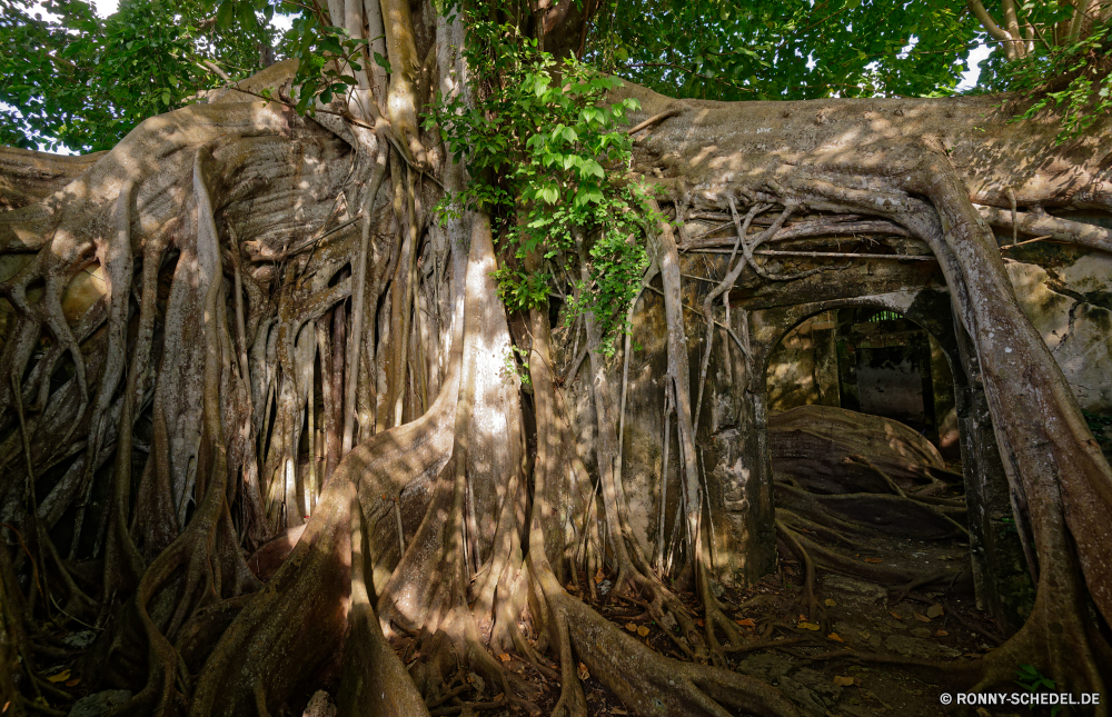 Guadeloupe Würger Baum air plant Pflanze Feigenbaum Wald woody plant Organismus vascular plant Landschaft Bäume Park Holz Dschungel Umgebung Hölzer Reisen Tropischer natürliche im freien Blatt Belaubung Sommer Antike Szenerie Regen im freien Berg Frühling Wasser Blätter alt Moos Wildnis Wanderweg Wandern Fluss Tourismus landschaftlich Wild Fels Branch Stein Kofferraum üppige Himmel Wachstum Bewuchs Sonne Wurzeln dichten Flora Wanderung zu Fuß Gras Farbe Ziel friedliche Insel Waldland Land durch Klima Pfad historischen nationalen Licht Sonnenlicht Stamm Tag grün niemand außerhalb Kultur Busch Abenteuer Umwelt- wachsen Pflanzen Frieden nass Herbst strangler tree air plant plant fig tree forest woody plant organism vascular plant landscape trees park wood jungle environment woods travel tropical natural outdoor leaf foliage summer ancient scenery rain outdoors mountain spring water leaves old moss wilderness trail hiking river tourism scenic wild rock branch stone trunk lush sky growth vegetation sun roots dense flora hike walk grass color destination peaceful island woodland country through climate path historic national light sunlight root day greenery nobody outside culture bush adventure environmental grow plants peace wet autumn