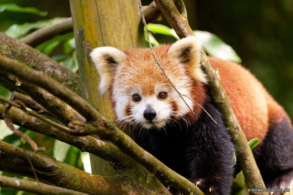 Guadeloupe kleinerer panda Säugetier Pelz Wildtiere Wild niedlich Katze pelzigen Bär Augen Haustier Schnurrhaare Kätzchen Tiere Braun Zoo Katzenartige schwarz inländische Fleischfresser Baum Porträt Gesicht Babyschuhe Panda Fuchs gefährdet neugierig Raubtier Suchen Primas Pfoten Schließen Affe seltene Jagd Auge liebenswert Klaue Pfote Jäger auf der Suche Haustiere flauschige Nase gefährliche Hund Branch gestromt Arten natürliche Tierwelt Kreatur — Erhaltung süß Jungtier kuschelig Riese Lebensraum Säugetiere Hundeartige Ohren Zähne Kopf China Park wenig lesser panda mammal fur wildlife wild cute cat furry bear eyes pet whiskers kitten animals brown zoo feline black domestic carnivore tree portrait face kitty panda fox endangered curious predator look primate paws close monkey rare hunt eye adorable claw paw hunter looking pets fluffy nose dangerous dog branch tabby species natural fauna creature conservation sweet cub cuddly giant habitat mammals canine ears teeth head china park little