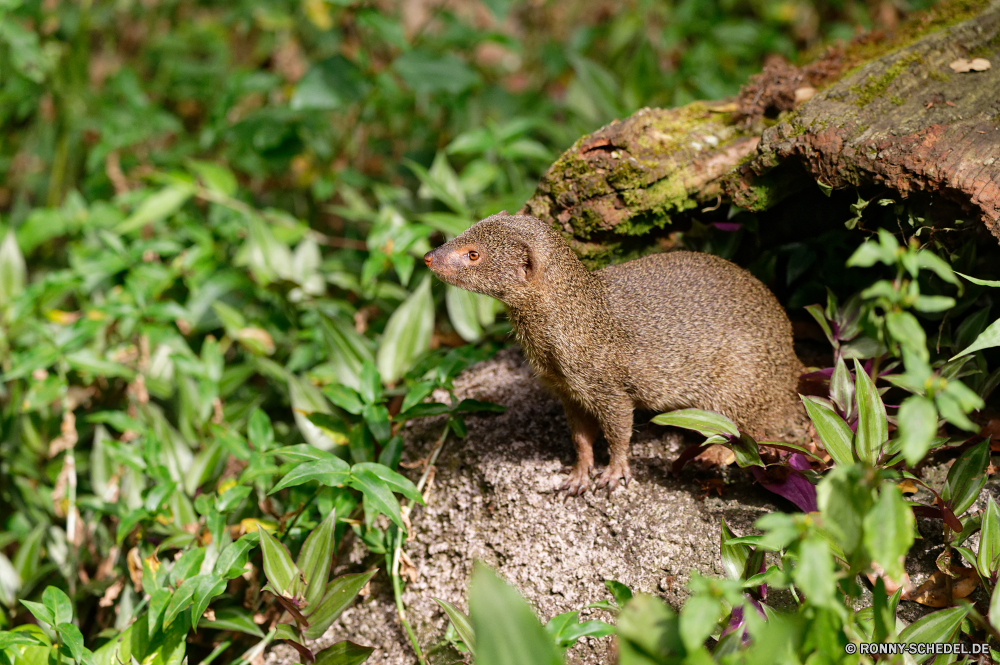 Guadeloupe Mungo Säugetier Wildtiere Wild Pelz niedlich pelzigen Nagetier Braun Tiere Schwanz Zoo Eichhörnchen Kreatur — Baum behaarte auf der Suche wenig Primas Augen Auge liebenswert sitzen Affe Gesicht Schließen Vogel Haustier winzige neugierig Tierwelt Leben natürliche Ohr Suchen Porträt stielaugen flauschige Gras Tropischer lustig Park grau Schnauze Säugetiere Schnurrhaare Fels Feder Süden Kopf schöne gelb Haare Affe Bestie Wald gefährdet Raubtier Maus Huhn Baby im freien closeup Essen inländische mongoose mammal wildlife wild fur cute furry rodent brown animals tail zoo squirrel creature tree hairy looking little primate eyes eye adorable sitting monkey face close bird pet tiny curious fauna life natural ear look portrait stare fluffy grass tropical funny park gray snout mammals whiskers rock feather south head lovely yellow hair ape beast forest endangered predator mouse chicken baby outdoors closeup food domestic