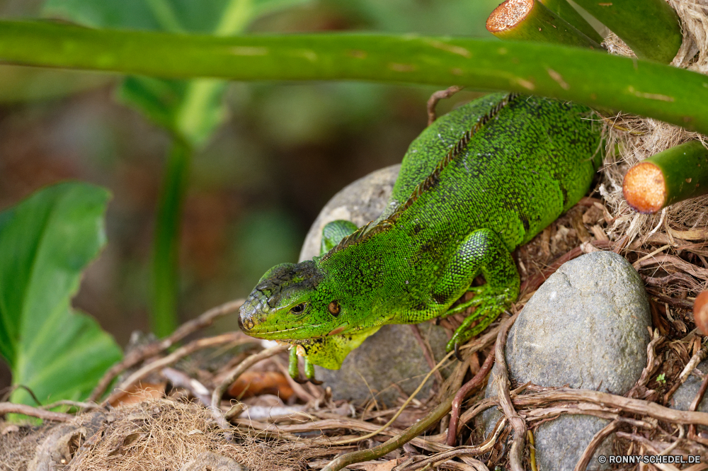 Guadeloupe Smaragdeidechse Eidechse Reptil Wildtiere Chamäleon Drache Auge Leguan Haustier Skala Wild Wirbeltiere Tropischer Tarnung Branch Reptilien exotische auf der Suche Zoo bunte Schließen Farbe Erhaltung Frosch Tiere gefährdet Amphibie Baum Kreatur — Skalen Sauriers Crawlen Haut gelb ur Primitive langsam Tierwelt Arten Blatt Dragoner Pigment Wirbelsäule Schwanz Wald Gecko closeup Orange Terrarium Reptilien gemeinsamen Leguan Dschungel starrte Haustiere Augen schwarz Wüste Kopf im freien Gefahr Textfreiraum Wasser Insektenfresser Monster Monitor im freien Park green lizard lizard reptile wildlife chameleon dragon eye iguana pet scale wild vertebrate tropical camouflage branch reptilian exotic looking zoo colorful close color conservation frog animals endangered amphibian tree creature scales saurian crawling skin yellow primal primitive slow fauna species leaf dragoon pigment spine tail forest gecko closeup orange terrarium reptiles common iguana jungle staring pets eyes black desert head outdoors danger copy space water insectivore monster monitor outdoor park