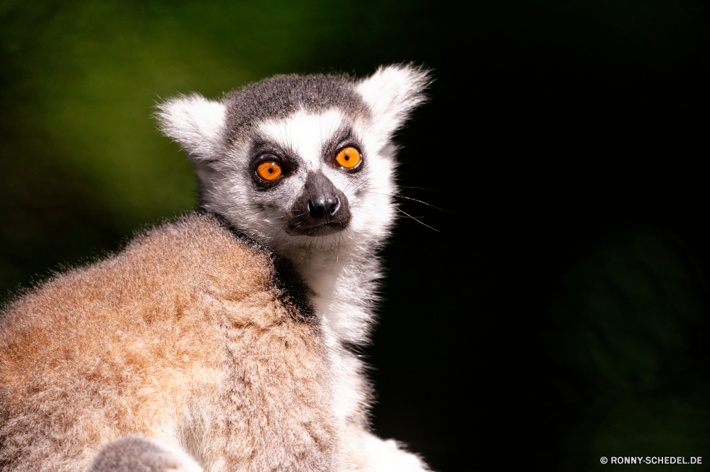 Guadeloupe Lemur Primas Säugetier Pelz niedlich Katze Wildtiere Wild Augen inländische Katzenartige Kätzchen Haare Tiere Auge Haustier Porträt auf der Suche Schwanz Babyschuhe Gesicht Zoo Haustiere Affe Kreatur — Schnurrhaare neugierig pelzigen Nase Ohr liebenswert stehende barthaare grau Kopf spielerische Suchen schwarz lustig Säugetiere starrte reinrassige wenig ziemlich sitzen Neugier Pfote Studio gelb flauschige Gras Schließen eine Süden Schnauze kuschelig Klaue Warnung Safari Erhaltung im freien Spaß Park weiche Primaten Affe süß Suche Schnurren Fleischfresser Wache Raubtier stielaugen Tierwelt Ausdruck Mund Wüste Familie Leben lemur primate mammal fur cute cat wildlife wild eyes domestic feline kitten hair animals eye pet portrait looking tail kitty face zoo pets monkey creature whiskers curious furry nose ear adorable standing whisker gray head playful look black funny mammals staring purebred little pretty sitting curiosity paw studio yellow fluffy grass close one south snout cuddly claw alert safari conservation outdoor fun park soft primates ape sweet lookout purr carnivore guard predator stare fauna expression mouth desert family life