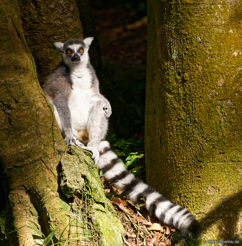 Guadeloupe Lemur Primas Säugetier Pelz Wildtiere Katze Wild niedlich Haustier Tiere Auge Affe Zoo Porträt Augen inländische Wald liebenswert Hund schwarz Baum Kreatur — Ohr Schwanz Fels auf der Suche Säugetiere Schnurrhaare Kätzchen Gras pelzigen Katzenartige Park Braun Schließen ziemlich im freien Gesicht wenig lemur primate mammal fur wildlife cat wild cute pet animals eye monkey zoo portrait eyes domestic forest adorable dog black tree creature ear tail rock looking mammals whiskers kitten grass furry feline park brown close pretty outdoors face little