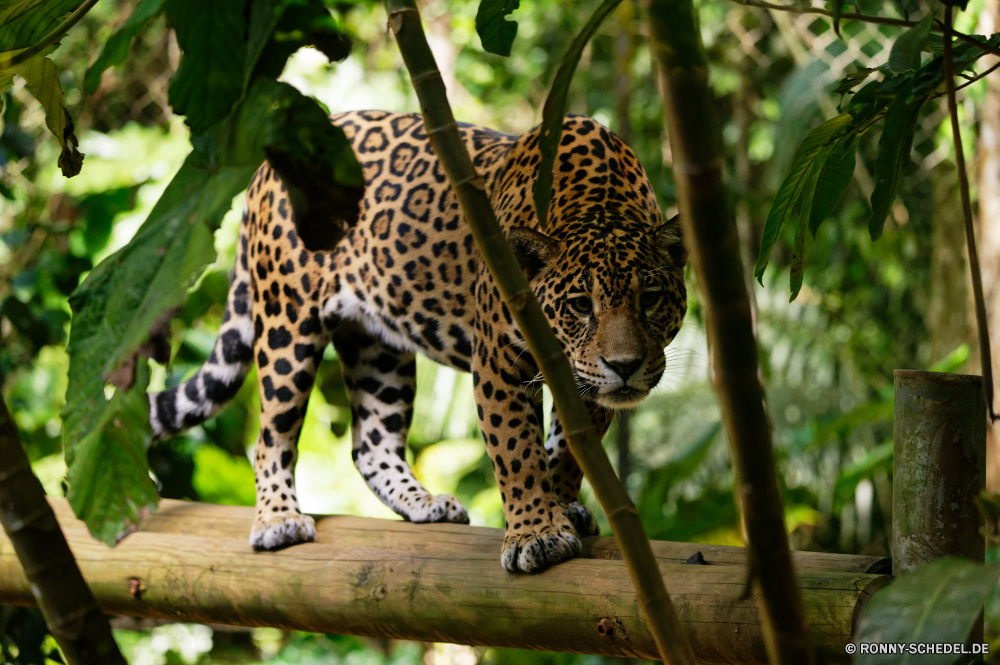 Guadeloupe Jaguar Großkatze Katzenartige Leopard Wildtiere Safari Wild Katze Säugetier Raubtier Fleischfresser Pelz getupft Tiere Jäger Flecken Panther gefährliche Gefahr Jagd Süden Gras Zoo Katzen Säugetiere Auge Kopf Schnurrhaare reservieren Dschungel Nase Leoparden barthaare Jagd Gepard Tiger stielaugen Haare Porträt Giraffe Baum Ohr Suchen gefährdet behaarte leistungsstarke Park Blick Streifen Spiel liegend Wildkatze in Gefangenschaft Zoologie Ruhe müde Orange nationalen majestätisch Streifen zwei gestreift Marodeur gigantische Zwillinge heftige Bedrohung Zorn Attack schöne natürliche groß Sands fünf Pflanze Wildnis schnell Bestie Hals auf der Suche Erhaltung Reisen Tourismus im freien Arten Augen Gesicht Mund Muster Braun Talos IV – Tabu starrte Busch ruhelosigkeit Abenteuer Tierhaut exotische jaguar big cat feline leopard wildlife safari wild cat mammal predator carnivore fur spotted animals hunter spots panther dangerous danger hunt south grass zoo cats mammals eye head whiskers reserve jungle nose leopards whisker hunting cheetah tiger stare hair portrait giraffe tree ear look endangered hairy powerful park gaze stripe game lying wildcat captive zoology calm tired orange national majestic stripes two striped marauder gigantic twins fierce threat anger attack lovely natural tall sands five plant wilderness fast beast neck looking conservation travel tourism outdoors species eyes face mouth pattern brown menagerie staring bush resting adventure animal skin exotic