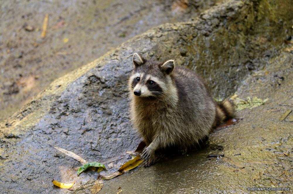 Guadeloupe Tier Säugetier Nagetier Aufzuchtbecken Wildtiere Pelz Wild Organismus Murmeltier niedlich pelzigen Eichhörnchen Schwanz Braun Zoo Kreatur — Tiere Maus Schnauze Wiesel neugierig Park Dachs Warnung sitzen Schließen liebenswert behaarte Wald Augen lustig Ratte Tierwelt Gesicht Haare Stachelschwein grau Schnurrhaare Fels im freien auf der Suche Igel Essen stachelige Baum Pfote Nadel Mungo Iltis Hecke Pfoten Säugetiere Beuteltier Wache Porträt Ohr stehende Haustier Essen Hecke-Schwein dornige Borste Wirbelsäule Nase Kopf inländische natürliche wenig Pinole Suchen Boden Studio Wirbeltiere Auge Gras animal mammal rodent critter wildlife fur wild organism marmot cute furry squirrel tail brown zoo creature animals mouse snout weasel curious park badger alert sitting close adorable hairy forest eyes funny rat fauna face hair porcupine gray whiskers rock outdoors looking hedgehog eating prickly tree paw needle mongoose polecat hedge paws mammals marsupial guard portrait ear standing pet food hedge hog spiny bristle spine nose head domestic natural little quill look ground studio vertebrate eye grass