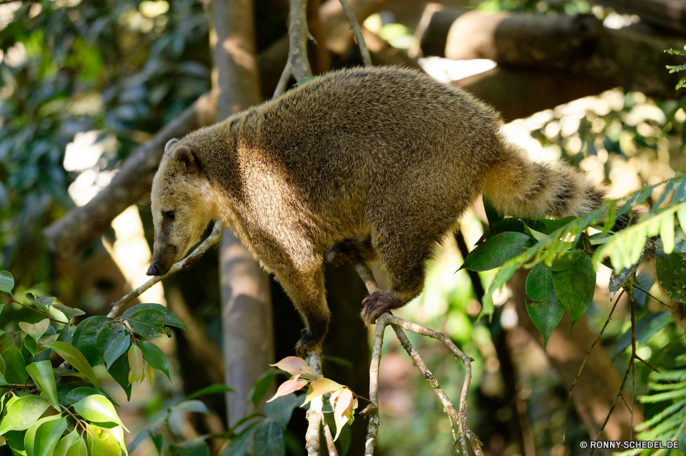 Guadeloupe Totenkopfaffe Affe Primas Wildtiere Säugetier Wild Baum Pelz Schwanz pelzigen Tiere niedlich Nagetier Eichhörnchen im freien Wald Kreatur — Essen natürliche Koala Braun grau Park behaarte neugierig flauschige Essen Bäume Beuteltier Ohr Augen liebenswert lustig Garten Branch Koalabär Eukalyptus Klettern Schließen Zoo Pflanze sitzen im freien Schnabeltier Eukalyptus-Baum Koalas Affe auf der Suche Haare Blatt Maus Koalabären Gum-Bäume Beuteltiere Zahnfleisch Primaten Gum Affen Fütterung Leben Essen Vogel inländische wenig Reisen Land squirrel monkey monkey primate wildlife mammal wild tree fur tail furry animals cute rodent squirrel outdoors forest creature eating natural koala brown gray park hairy curious fluffy eat trees marsupial ear eyes adorable funny garden branch koala bear eucalyptus climb close zoo plant sitting outdoor platypus eucalyptus tree koalas ape looking hair leaf mouse koala bears gum trees marsupials gums primates gum monkeys feeding life food bird domestic little travel country