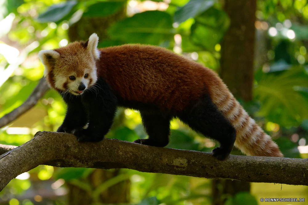 Guadeloupe kleinerer panda Säugetier Wildtiere Pelz Wild niedlich Affe Primas Tiere Baum Katze pelzigen Kätzchen Augen Schnurrhaare Katzenartige Primaten Haustier Zoo Schwanz Braun Kreatur — Gesicht Eichhörnchen seltene Branch Säugetiere Dschungel Auge schwarz Wald Affe inländische sitzen Affen Lebensraum Babyschuhe neugierig Bäume wenig Suchen natürliche liebenswert Fuchs Pfoten Fleischfresser gelb Orang-Utan Arten gefährdet schöne Klettern Klettern Porträt Ohr Park Juvenile Klaue Jagd Raubtier spielen Leben im freien ziemlich lustig ausgestorbene Fanny verwaist Waise Gras Kindergarten Jäger behaarte Tropischer Erhaltung Kopf spielen Pose Farbe grau süß lesser panda mammal wildlife fur wild cute monkey primate animals tree cat furry kitten eyes whiskers feline primates pet zoo tail brown creature face squirrel rare branch mammals jungle eye black forest ape domestic sitting monkeys habitat kitty curious trees little look natural adorable fox paws carnivore yellow orangutan species endangered lovely climb climbing portrait ear park juvenile claw hunt predator play life outdoor pretty funny extinct fanny orphaned orphan grass nursery hunter hairy tropical conservation head playing pose color gray sweet