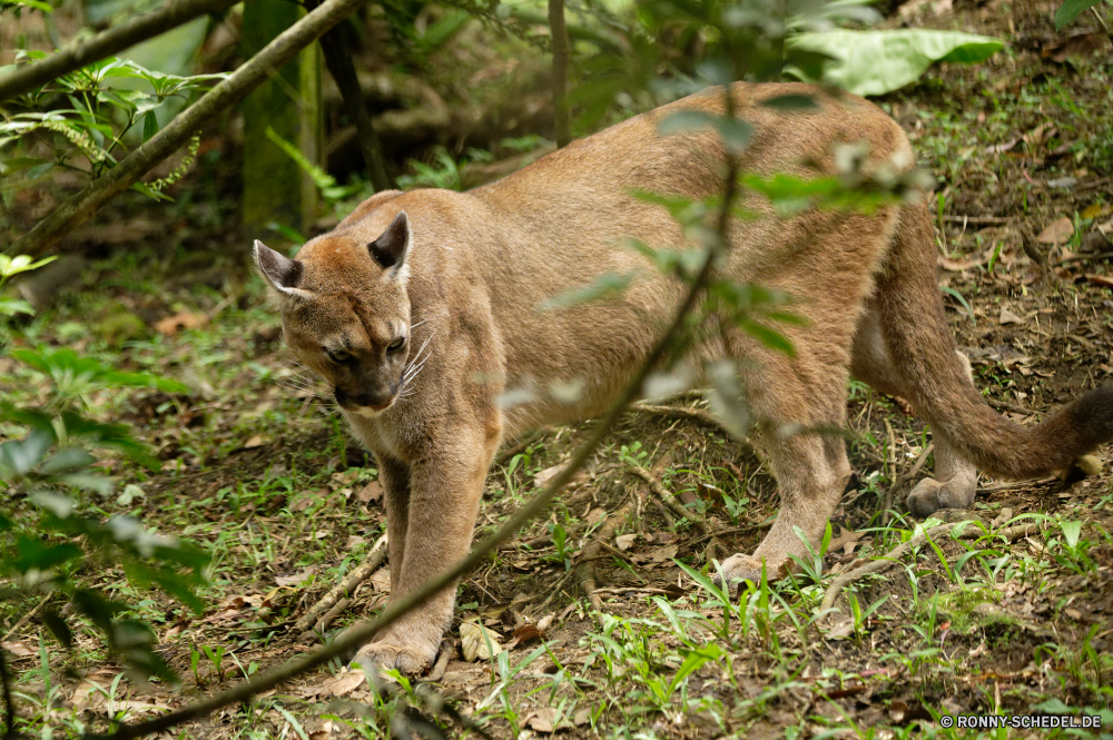 Guadeloupe Löwe Raubtier Katzenartige Katze Wildtiere Wild Säugetier Pelz Fleischfresser Großkatze Wildkatze Safari PUMA Augen Jäger Zoo Tiere Löwin reservieren gefährliche Süden Spiel Schnurrhaare Park Talos IV – Tabu Löwen niedlich Wildnis Gesicht Porträt Luchs pelzigen ruhelosigkeit Katzen gefährdet Kopf Haare Schließen natürliche Gras König Umgebung Babyschuhe Gefahr Bestie Jagd Säugetiere Dschungel Ohren Erhaltung Mähne Mund Jungtier Savanne Jagd fünf stielaugen Tierwelt auf der Suche Rest Männchen exotische Kätzchen Familie Lebensraum leistungsstarke Schwanz im freien Braun Auge heftige Ohr Mungo Haustiere Nase Osten im freien Haustier gelb inländische Baby Reisen Suchen lion predator feline cat wildlife wild mammal fur carnivore big cat wildcat safari cougar eyes hunter zoo animals lioness reserve dangerous south game whiskers park menagerie lions cute wilderness face portrait lynx furry resting cats endangered head hair close natural grass king environment kitty danger beast hunt mammals jungle ears conservation mane mouth cub savanna hunting five stare fauna looking rest male exotic kitten family habitat powerful tail outdoor brown eye fierce ear mongoose pets nose east outdoors pet yellow domestic baby travel look