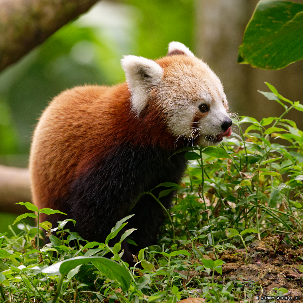 Guadeloupe kleinerer panda Säugetier Wildtiere Wild Bär Pelz Braun niedlich Zoo pelzigen Tiere Baum schwarz gefährdet Panda kuschelig Pfote Raubtier Tierwelt Zähne Gesicht Klaue Bestie Fleischfresser Kreatur — Bären seltene Auge Park gefährliche Gras China Gefahr Grizzly Primas Riese Wirbeltiere Säugetiere Schnurrhaare Kätzchen Augen Nase Winter Katze liebenswert Branch Schließen Polar Fels Norden Haustier Porträt lesser panda mammal wildlife wild bear fur brown cute zoo furry animals tree black endangered panda cuddly paw predator fauna teeth face claw beast carnivore creature bears rare eye park dangerous grass china danger grizzly primate giant vertebrate mammals whiskers kitten eyes nose winter cat adorable branch close polar rock north pet portrait