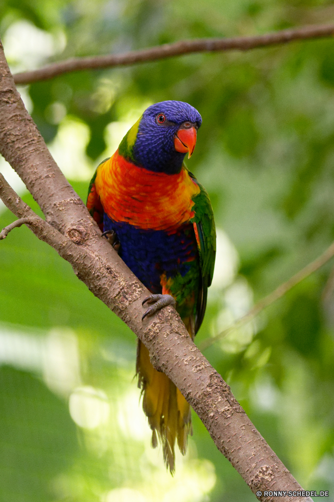 Guadeloupe Vogel Papagei Schnabel Wildtiere Feder Tropischer Wild Zoo Flügel Ara bunte exotische Vögel gelb Federn Tier Haustier Farbe Vogelgrippe Wirbeltiere hell Branch Wald Baum Auge Dschungel Tierwelt Park Schließen fliegen natürliche Flügel Tiere Regenbogen Papageien Barsch Haustiere niedlich Kopf Rechnung Porträt Leben Gefieder Multi Sittich Orange Chordatiere sitzen Arten Tropen ziemlich im freien Voliere gefiedert gefährdet Farben im Gespräch lebendige thront lebendige fliegen inländische closeup Aras schwarz Brilliant Klima Erhaltung auf der Suche bird parrot beak wildlife feather tropical wild zoo wing macaw colorful exotic birds yellow feathers animal pet color avian vertebrate bright branch forest tree eye jungle fauna park close fly natural wings animals rainbow parrots perch pets cute head bill portrait life plumage multi parakeet orange chordate sitting species tropics pretty outdoors aviary feathered endangered colors talking vivid perched vibrant flying domestic closeup macaws black brilliant climate conservation looking