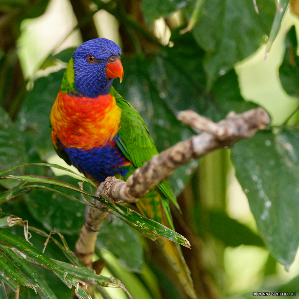 Guadeloupe Papagei Vogel Wildtiere Schnabel Feder Wild Tropischer Flügel Zoo bunte Ara Federn Vögel exotische Farbe gelb hell Haustier Baum Branch Park Schließen Vogelgrippe fliegen Auge Regenbogen Wald Tierwelt Tier Tiere Barsch Flügel Haustiere Porträt natürliche Papageien Rechnung Leben Multi Sittich niedlich Gefieder Dschungel Wirbeltiere im freien ziemlich Kopf Orange Voliere thront Farben Schwanz lebendige gefiedert Arten closeup im Gespräch fliegen hocken lebendige gefährdet Tropen sitzen Brilliant Klima inländische auf der Suche parrot bird wildlife beak feather wild tropical wing zoo colorful macaw feathers birds exotic color yellow bright pet tree branch park close avian fly eye rainbow forest fauna animal animals perch wings pets portrait natural parrots bill life multi parakeet cute plumage jungle vertebrate outdoors pretty head orange aviary perched colors tail vivid feathered species closeup talking flying perching vibrant endangered tropics sitting brilliant climate domestic looking